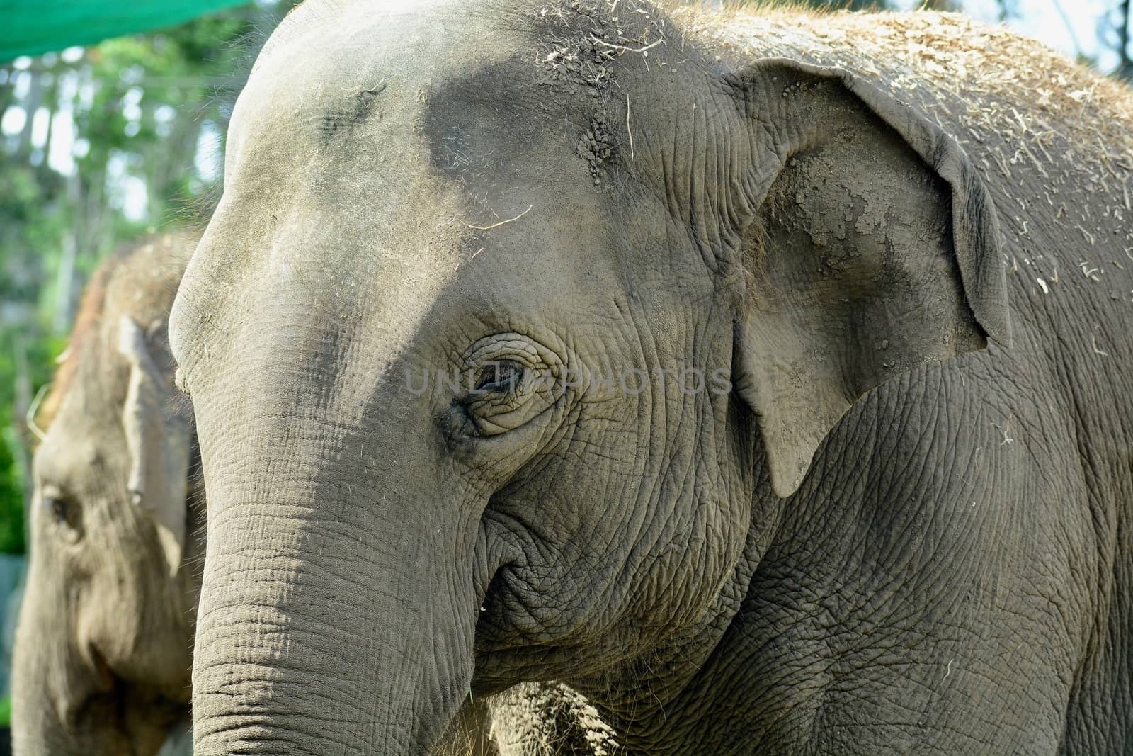 A close-up portrait of an Asian elephant (Elephas maximus), showing texture of the animal's skin by Marshalkina