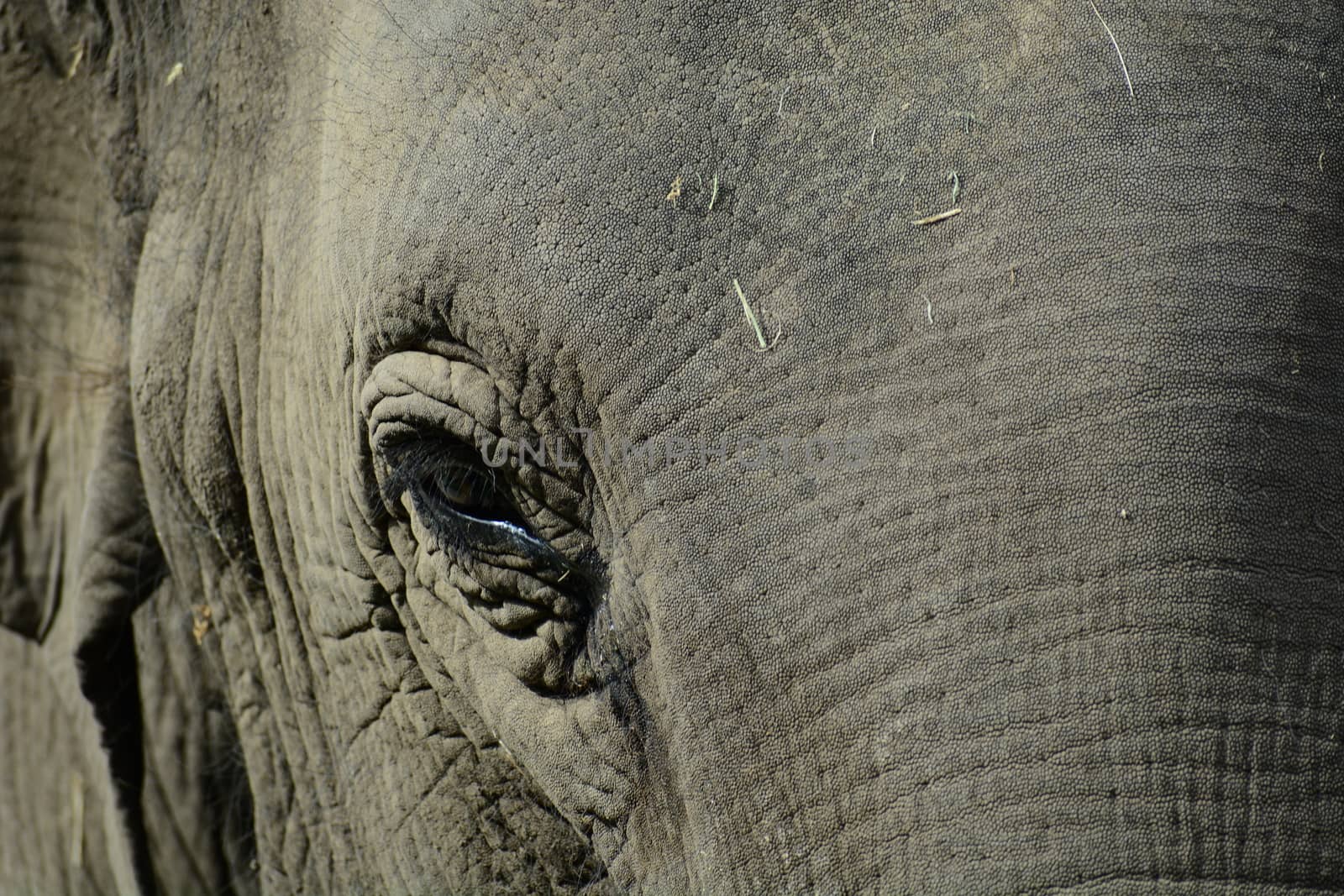 A close-up portrait of an Asian elephant (Elephas maximus), showing texture of the animal's skin by Marshalkina