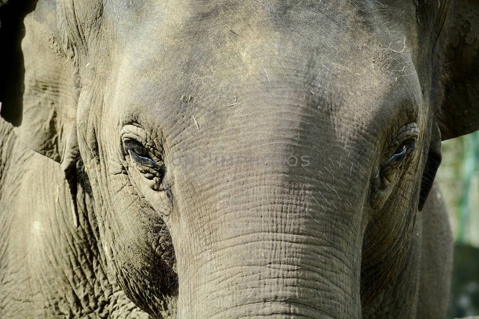 A close-up portrait of an Asian elephant (Elephas maximus), showing texture of the animal's skin by Marshalkina