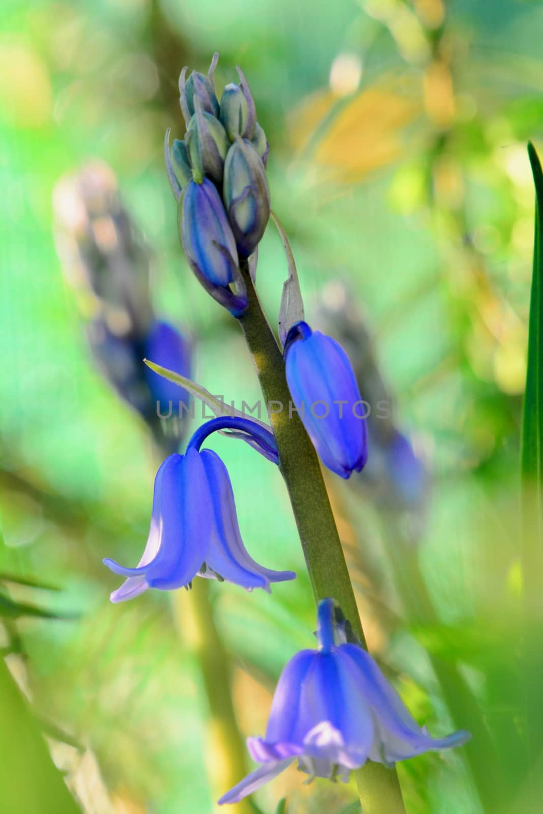 A close-up photo of Common Bluebell flower (Hyacinthoides non-scripta). Colourful Bokeh background; shallow depth of field by Marshalkina