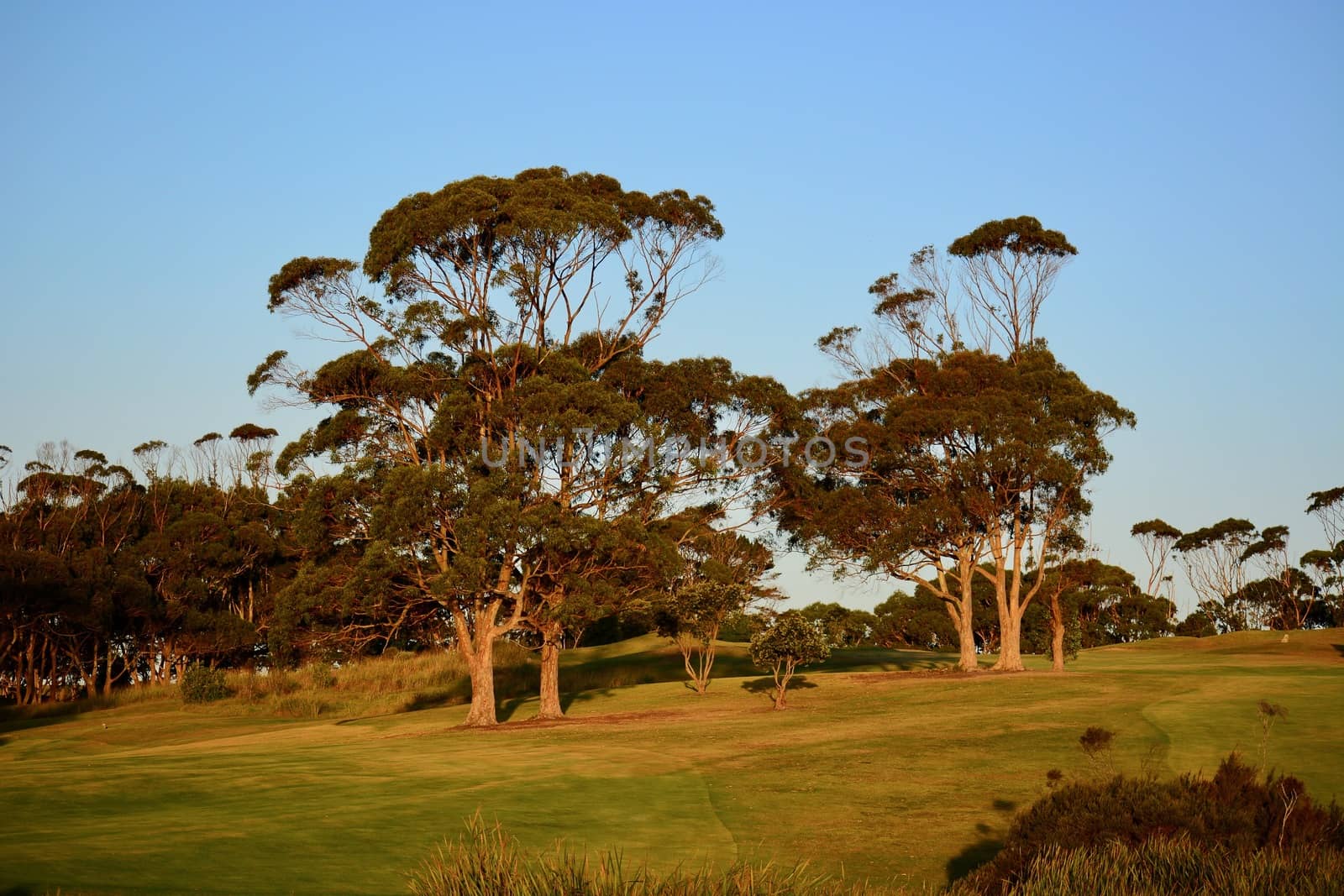 Eucalyptus trees, very large trees of the myrtle family (Myrtaceae), native to Australia, Tasmania, and nearby islands. Beautiful golden evening light. by Marshalkina