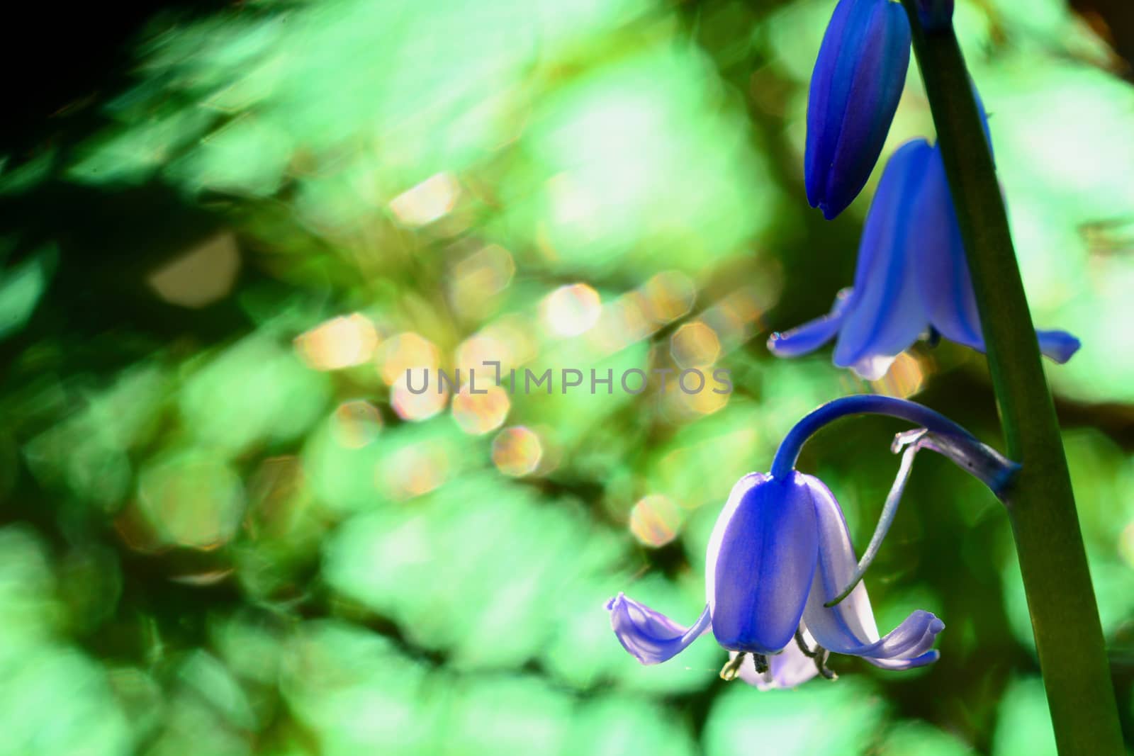 A close-up photo of Common Bluebell flower (Hyacinthoides non-scripta). Colourful Bokeh background; shallow depth of field by Marshalkina