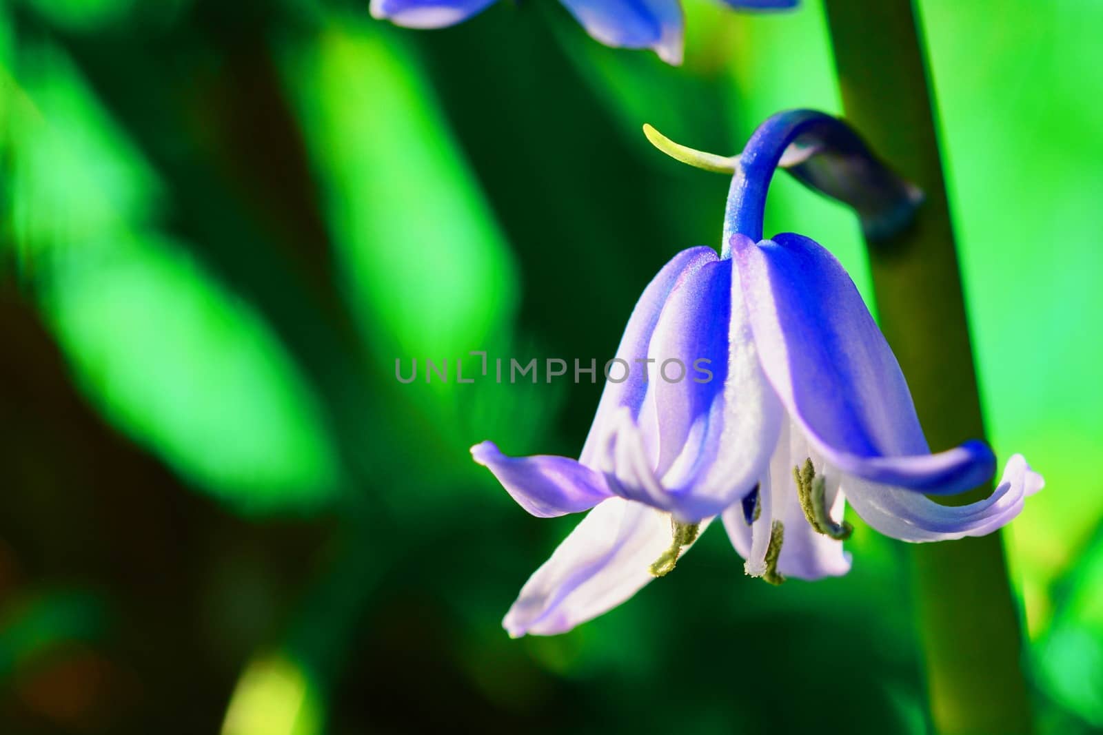 A close-up photo of Common Bluebell flower (Hyacinthoides non-scripta). Colourful Bokeh background; shallow depth of field by Marshalkina
