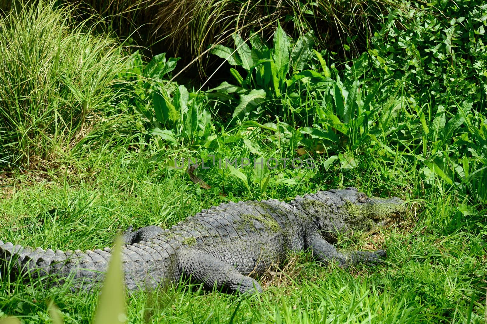 American alligator (Alligator mississippiensis), sometimes referred to colloquially as a gator or common alligator, is a large crocodilian reptile endemic to the Southeastern United States.  by Marshalkina