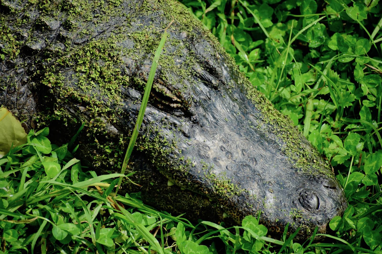 American alligator (Alligator mississippiensis), sometimes referred to colloquially as a gator or common alligator, is a large crocodilian reptile endemic to the Southeastern United States.  by Marshalkina