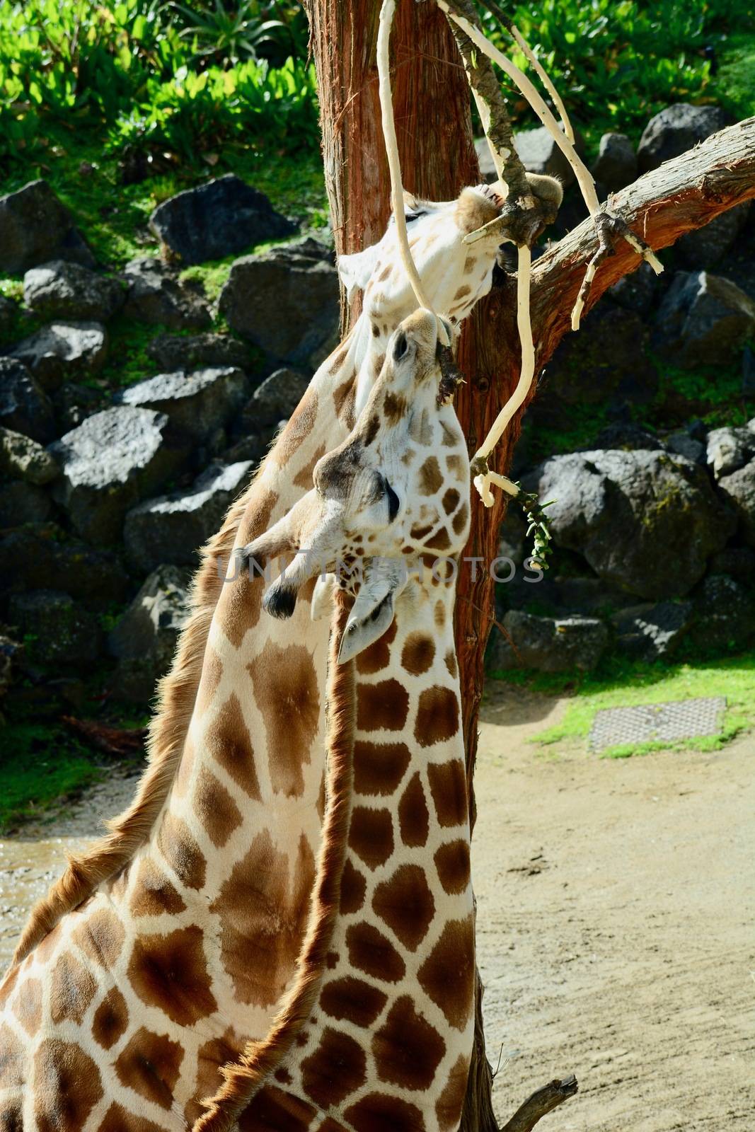 Fully grown giraffes stand 4.3–5.7 m (14.1–18.7 ft) tall, with males taller than females