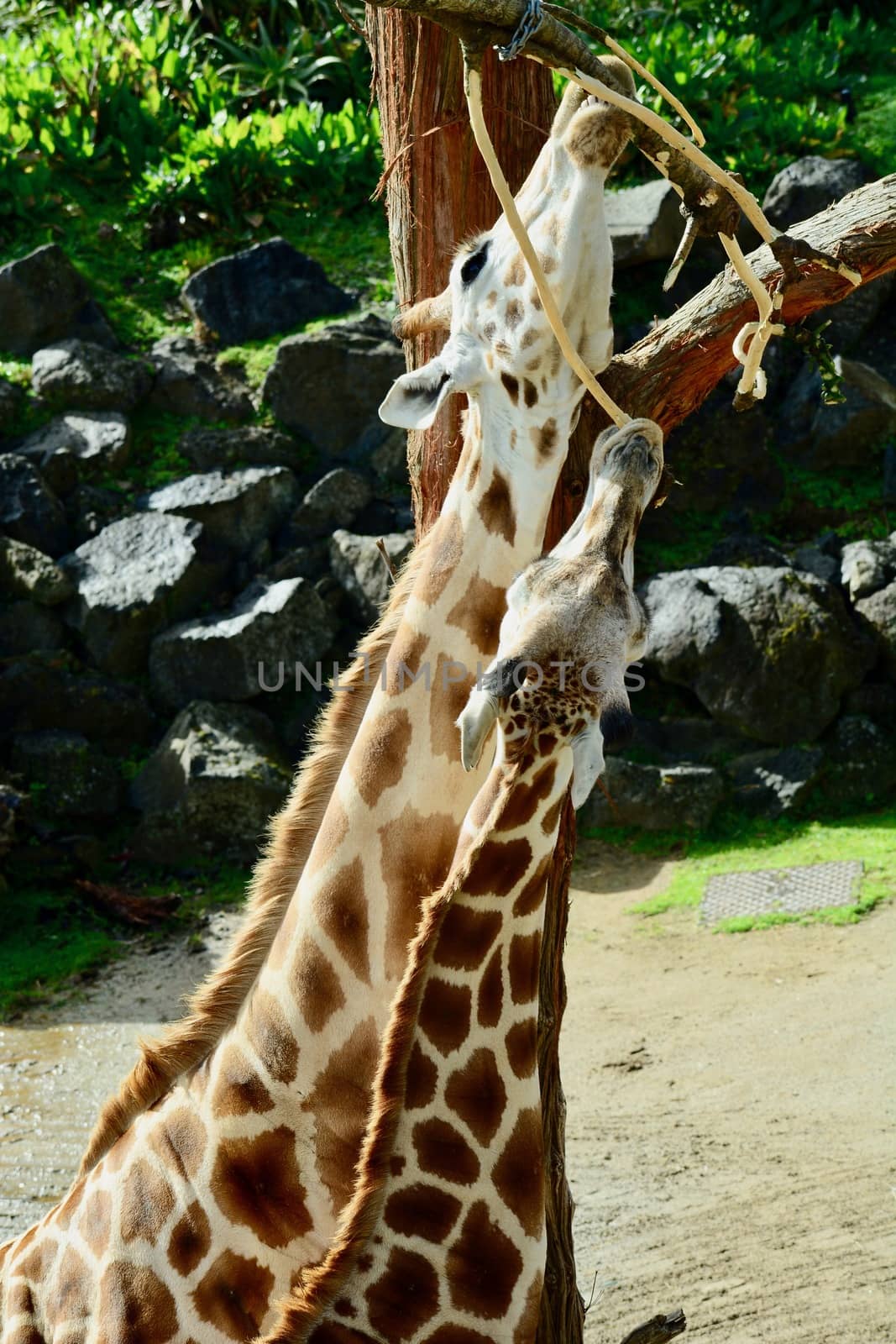 Fully grown giraffes stand 4.3–5.7 m (14.1–18.7 ft) tall, with males taller than females