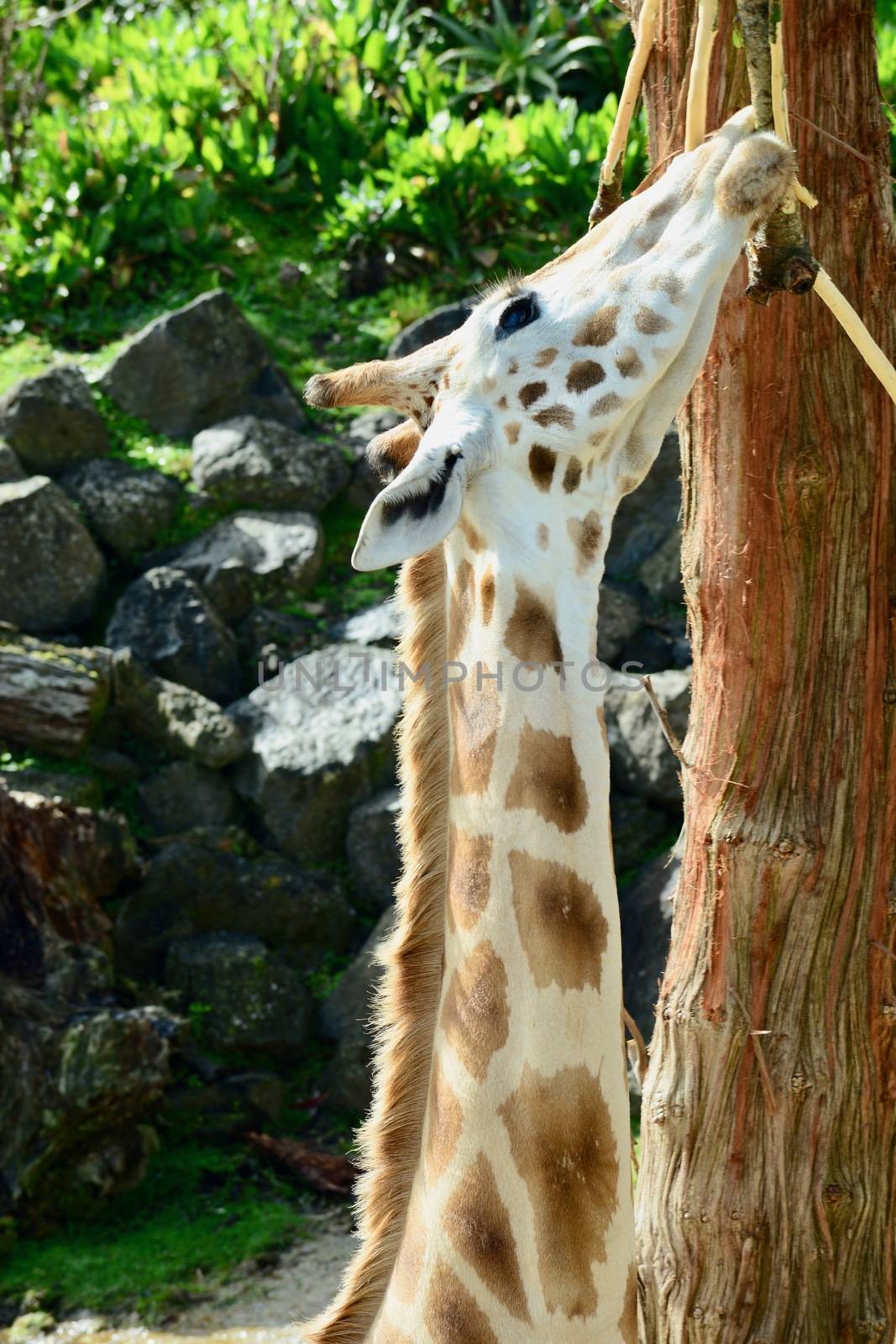 Giraffe (Giraffa camelopardalis) is an African even-toed ungulate mammal, the tallest living terrestrial animal and the largest ruminant. by Marshalkina