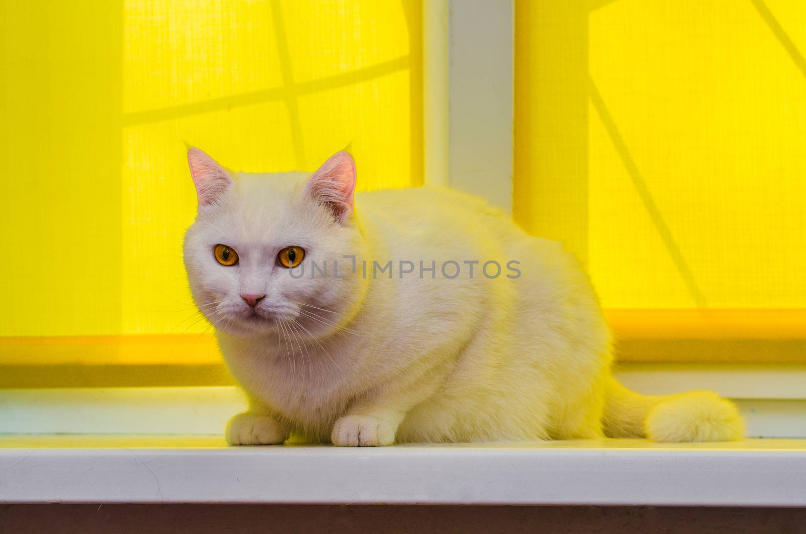 White domestic cat sitting on a white window sill with yellow background by chernobrovin