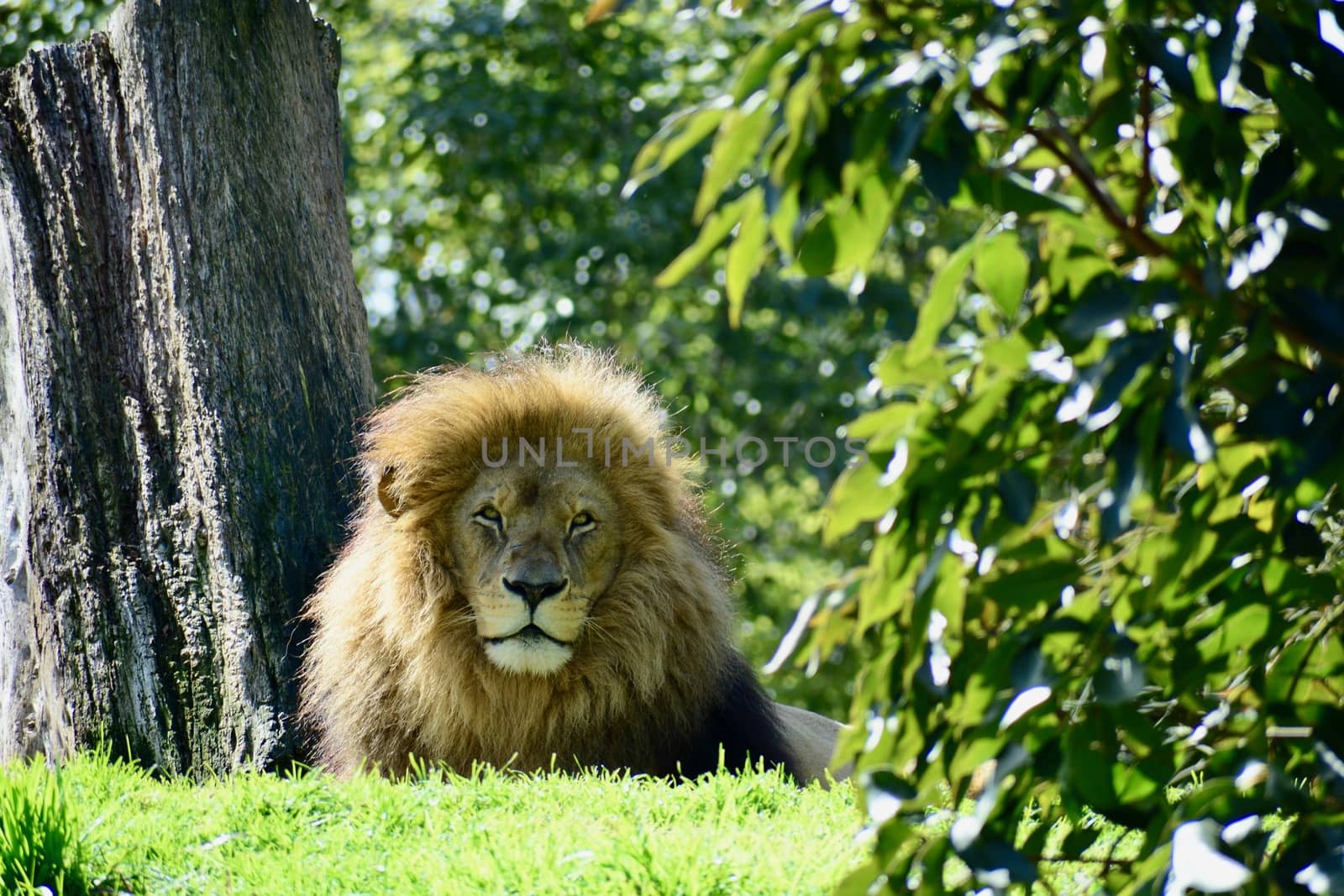 The lion is a muscular, deep-chested cat with a short, rounded head, a reduced neck and round ears.