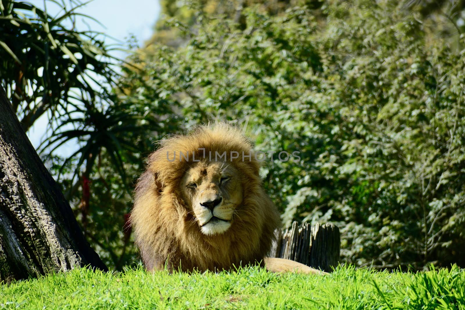 The lion is a muscular, deep-chested cat with a short, rounded head, a reduced neck and round ears.