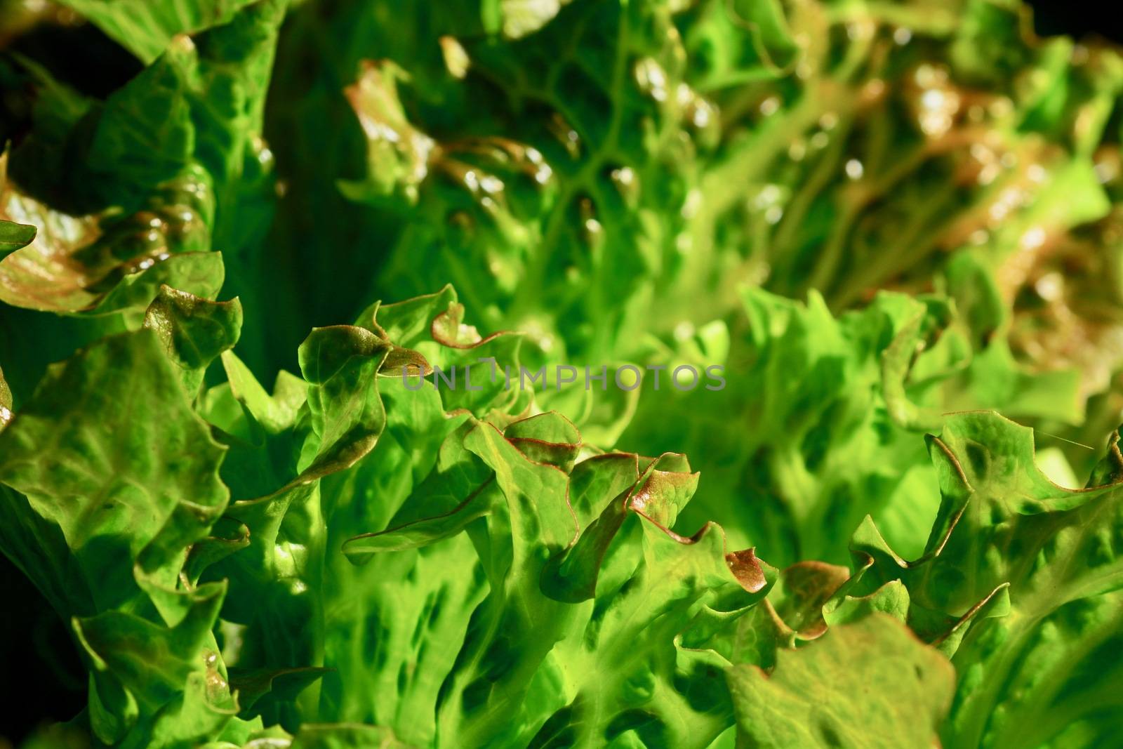 Close-up photo of a lettuce garden, fresh and ready to be harvested leaves. Lettuce (Lactuca sativa) is an annual plant of the daisy family, Asteraceae. by Marshalkina