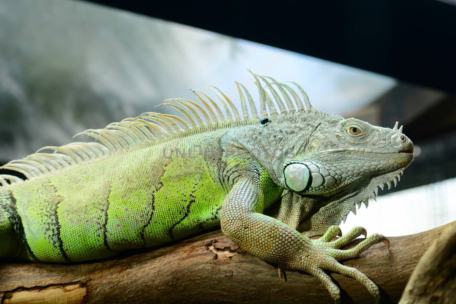 The green iguana ranges over a large geographic area in South America. Commonly found in captivity as a pet due to its calm disposition and bright colors