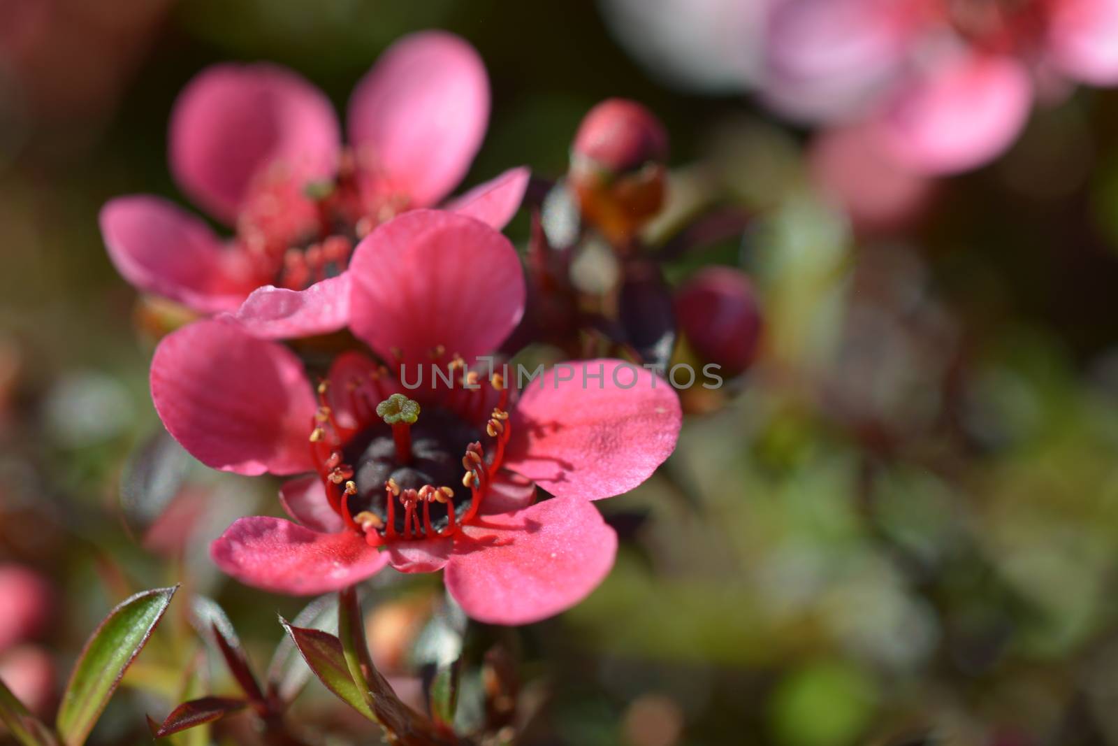 Flowering Manuka bush, source of famous Manuka honey - New Zealand. by Marshalkina