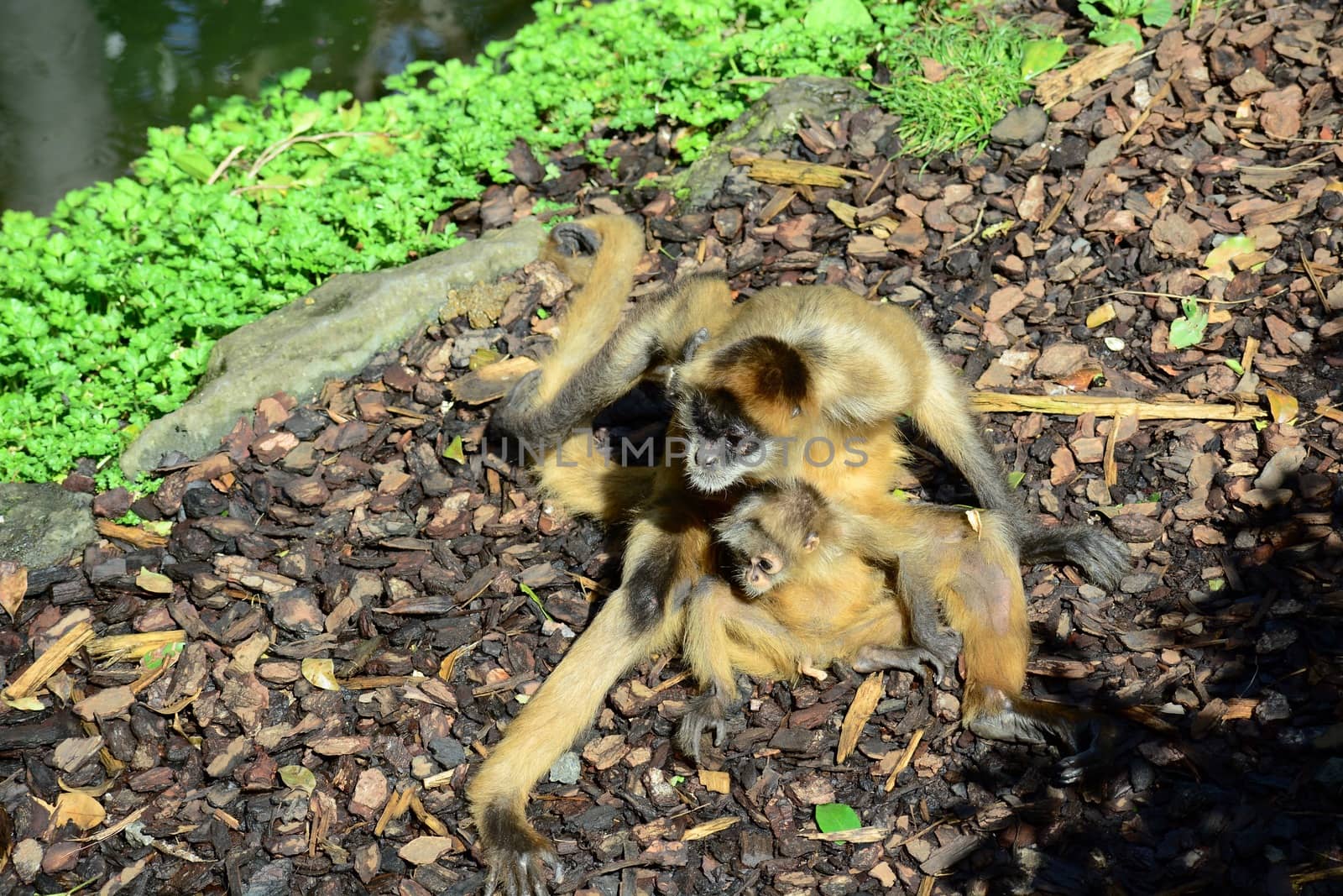 Spider monkeys live in the upper layers of the rainforest, and forage in the high canopy