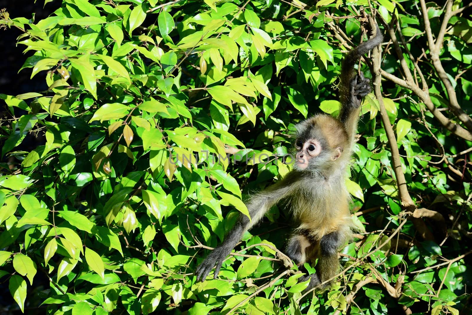 Spider monkey (Atelidae family), native to tropical forests of Central and South America by Marshalkina