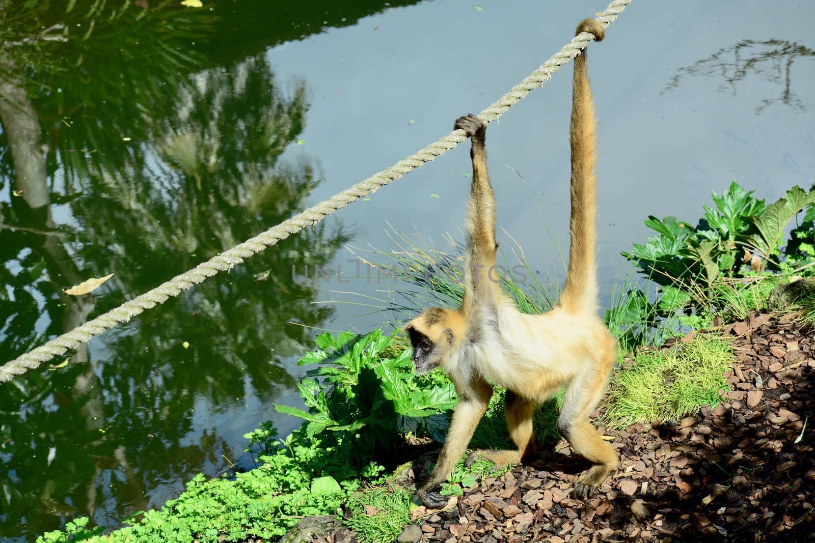 Spider monkeys live in the upper layers of the rainforest, and forage in the high canopy