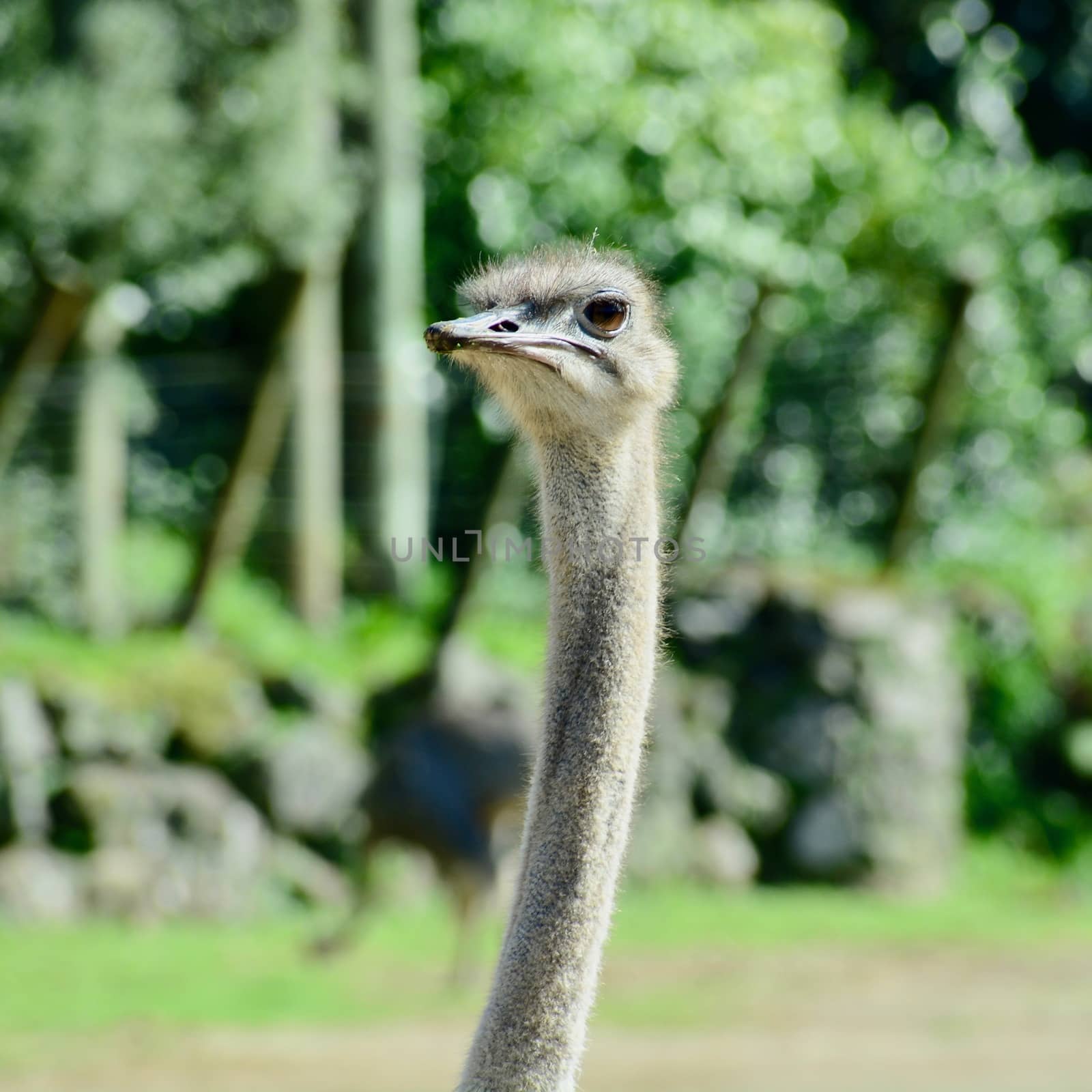 Common ostriches usually weigh from 63 to 145 kilograms (139–320 lb), or as much as two adult humans