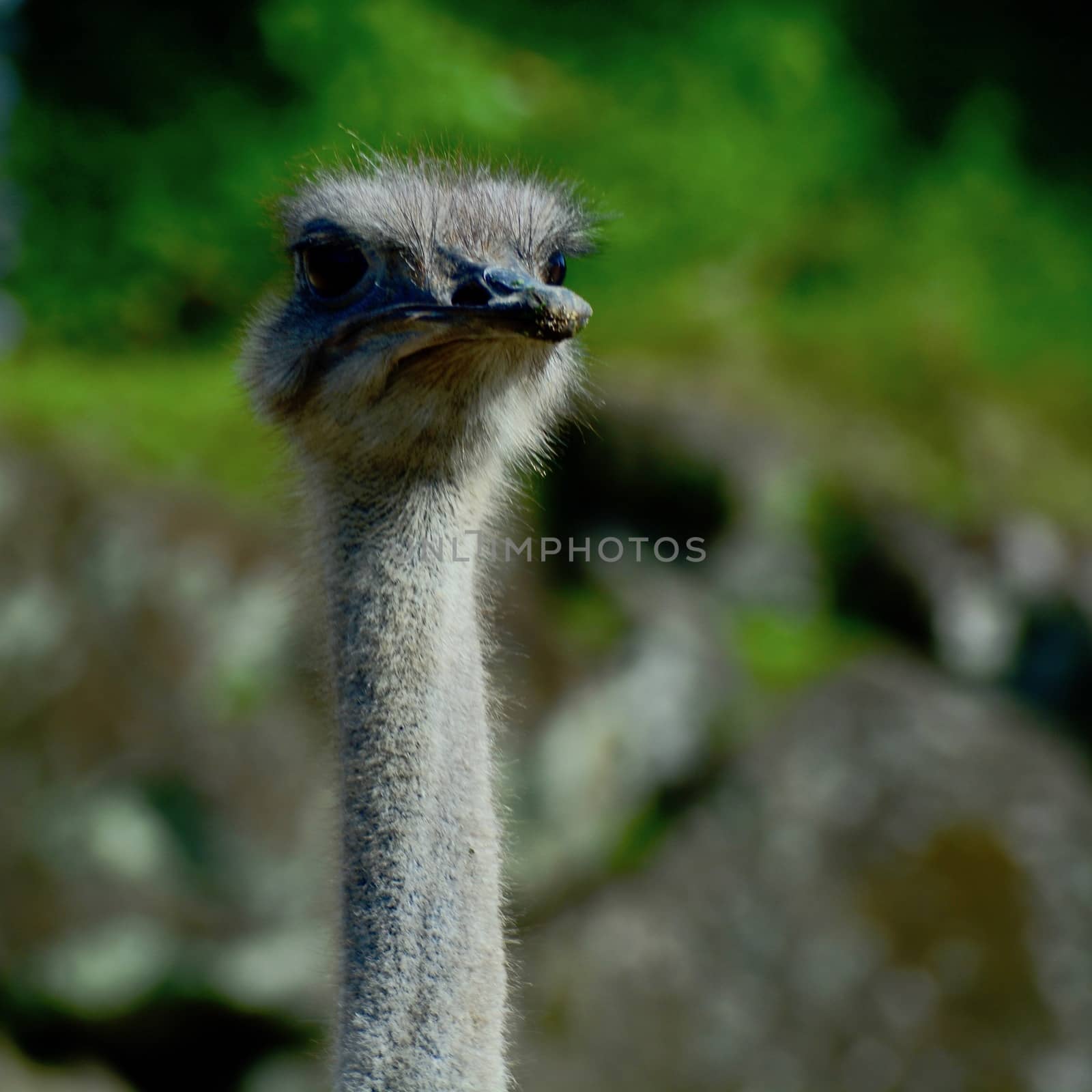 Portrait of a common ostrich (Struthio camelus). This is a large flightless bird native to certain large areas of Africa. by Marshalkina