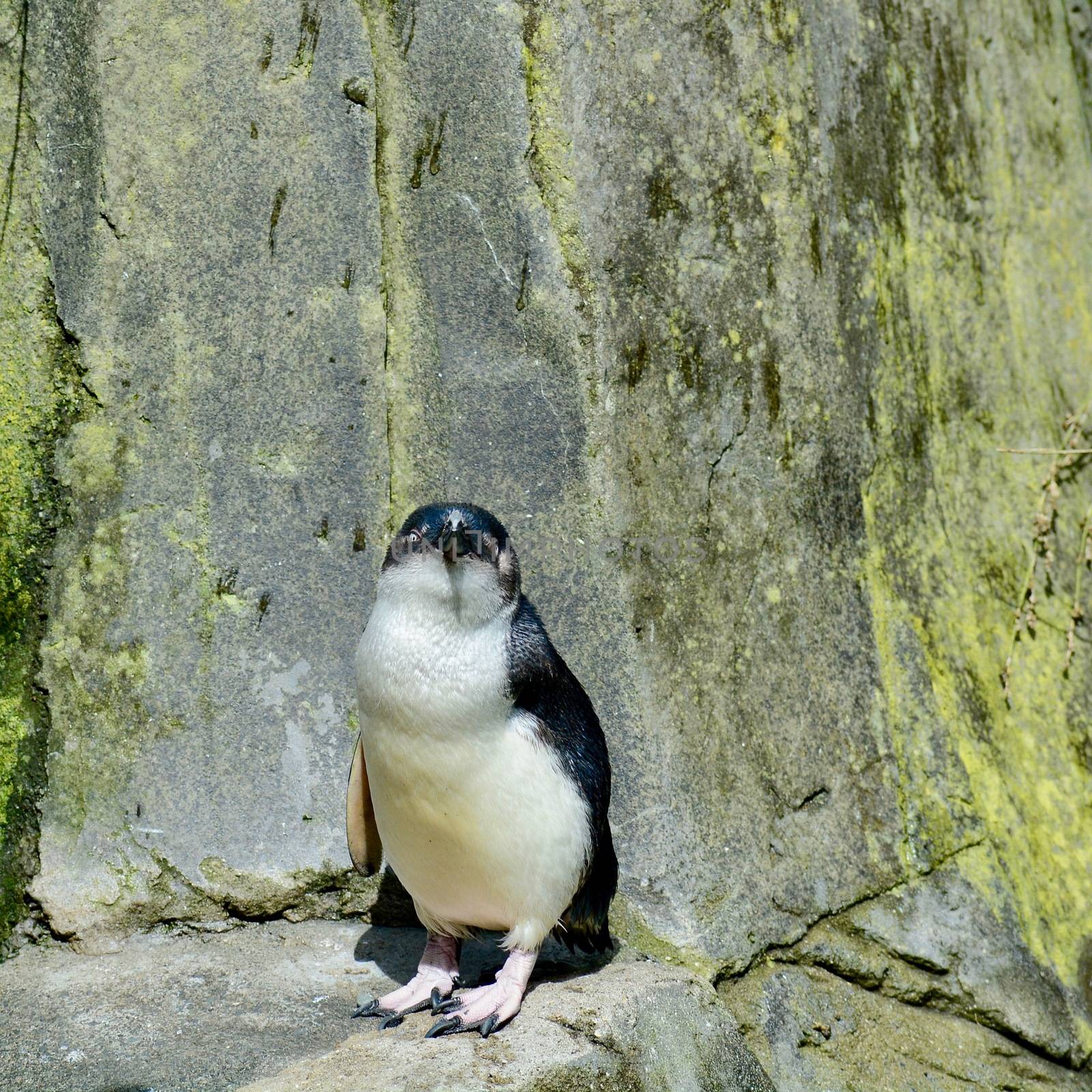 Little Penguin (Eudyptula minor). These are the smallest of the penguins, inhabiting the coastlines of Southern Australia and New Zealand. Penguins resqued from fishing nets, with lost wings. by Marshalkina