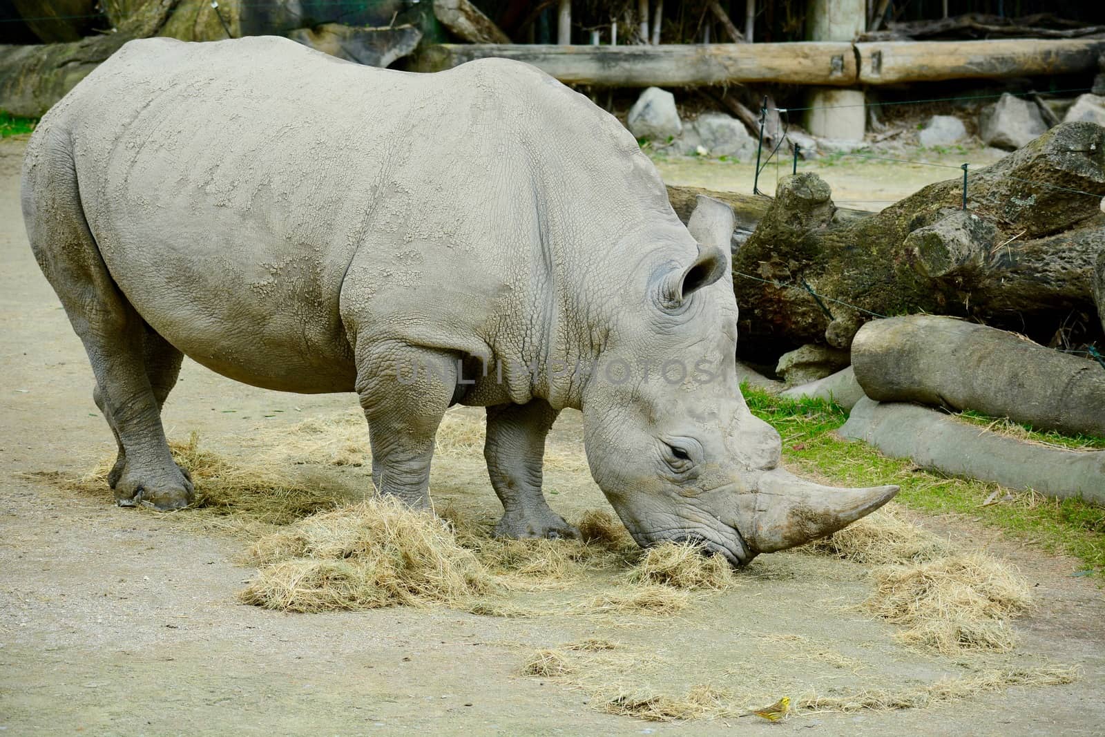 White rhinoceros or square-lipped rhinoceros (Ceratotherium simum) is the largest extant species of rhinoceros.  by Marshalkina