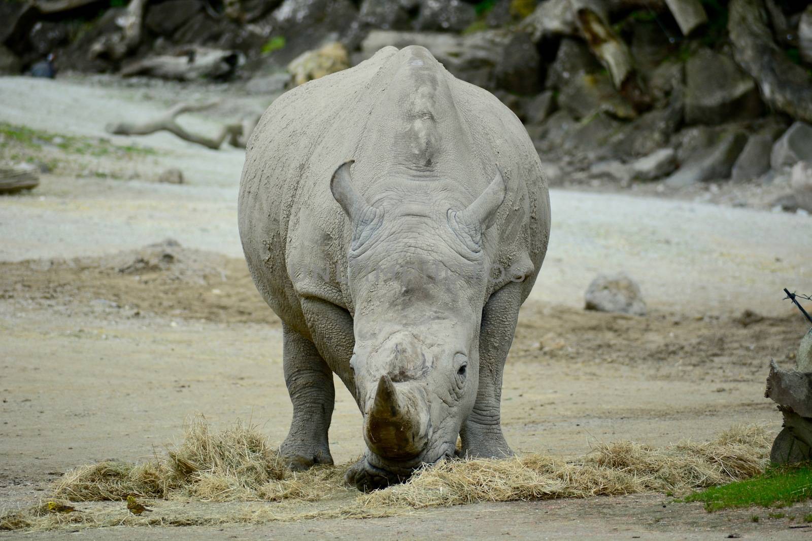 White rhinoceros or square-lipped rhinoceros (Ceratotherium simum) is the largest extant species of rhinoceros.  by Marshalkina
