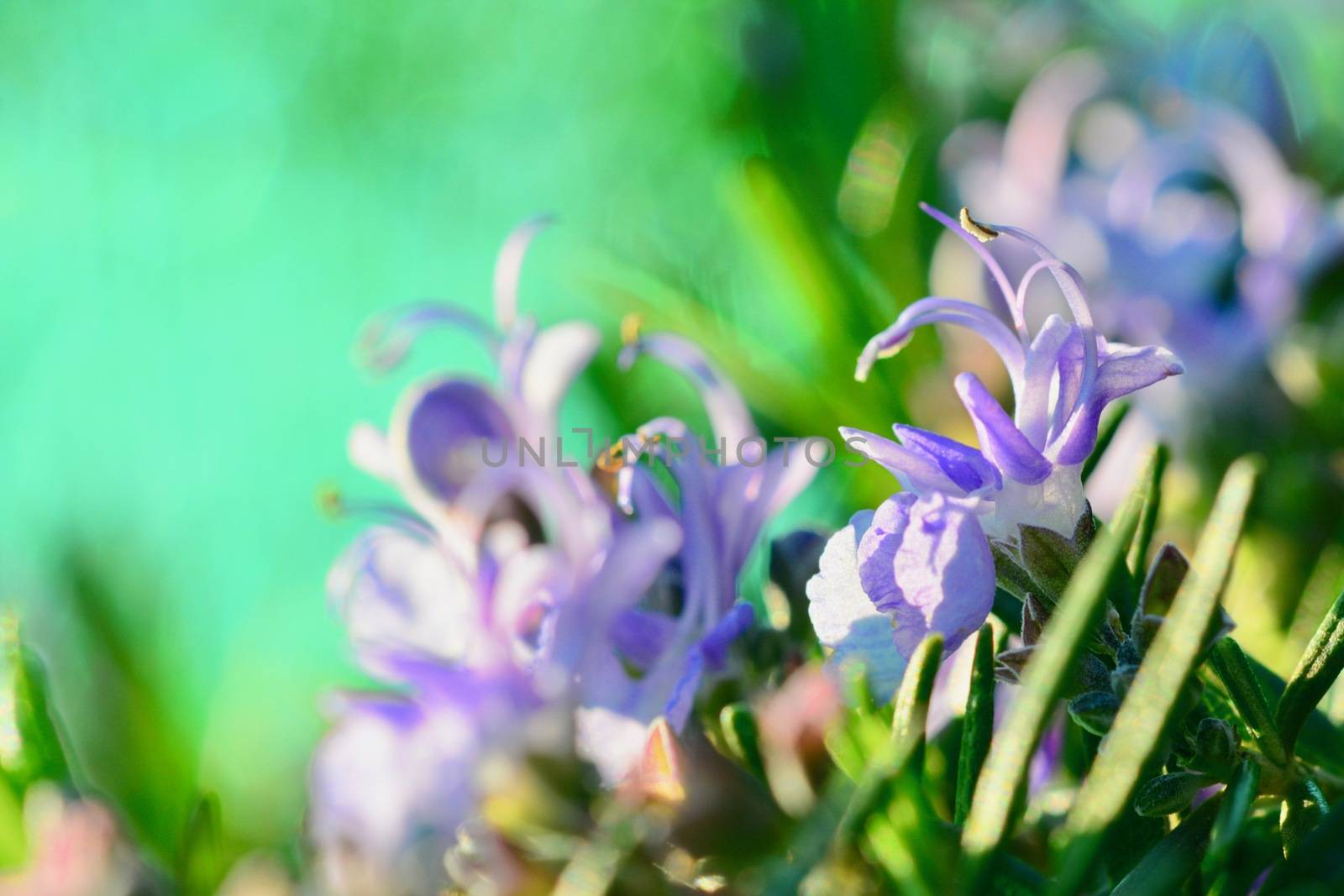 Flowering Rosemary (Rosmarinus officinalis), shallow depth of field. by Marshalkina