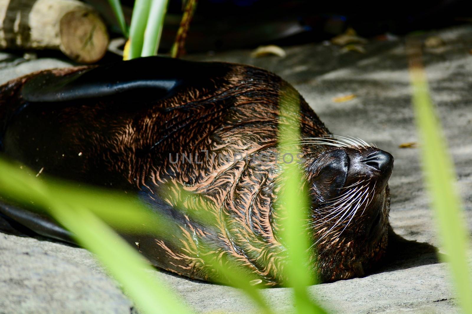 Sleeping New Zealand sea lion (Phocarctos hookeri). The New Zealand sea lion numbers around 10,000 and is perhaps the world's rarest sea lion species. by Marshalkina