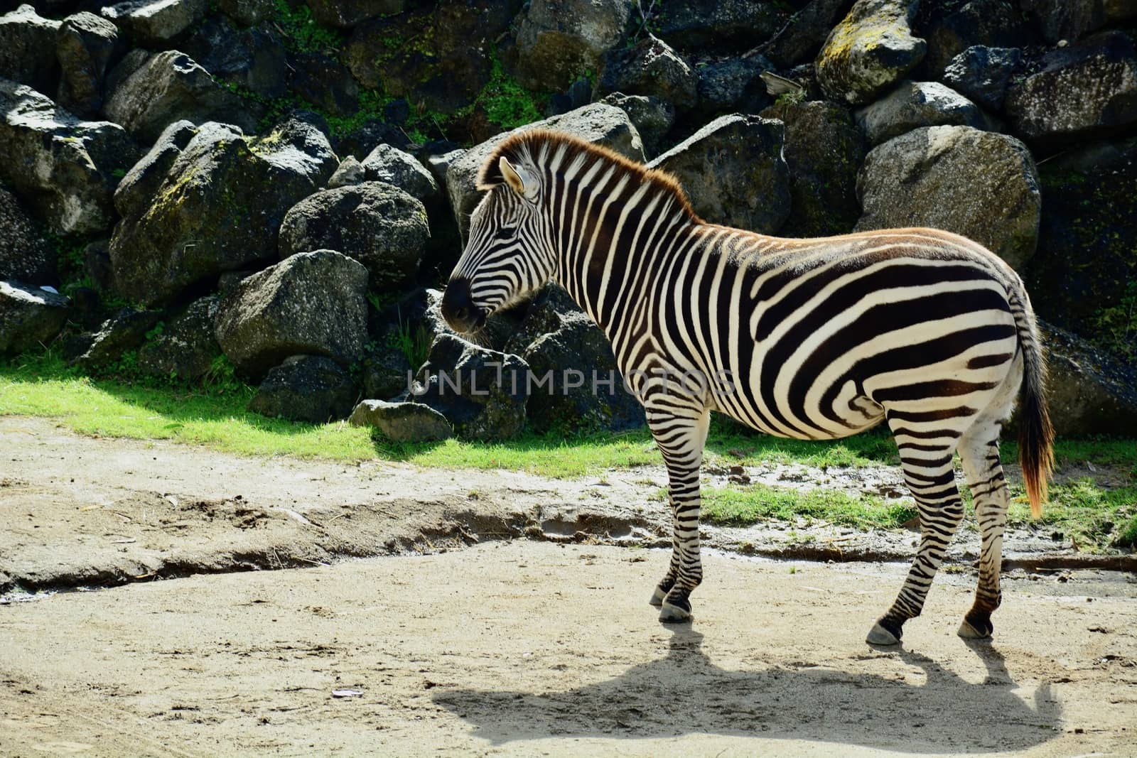 The plains zebra (Equus quagga), also known as the common zebra, is the most common and geographically widespread species of zebra. by Marshalkina