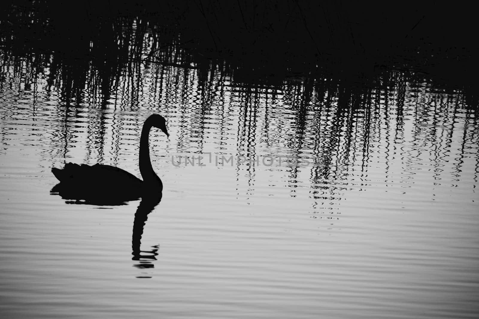 A close-up photo of a bird; a black swan (Cygnus atratus) in natural environment; glimmering water background; late evening