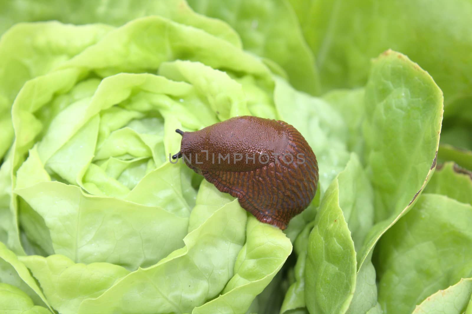 The picture shows red snail on a salad leaf