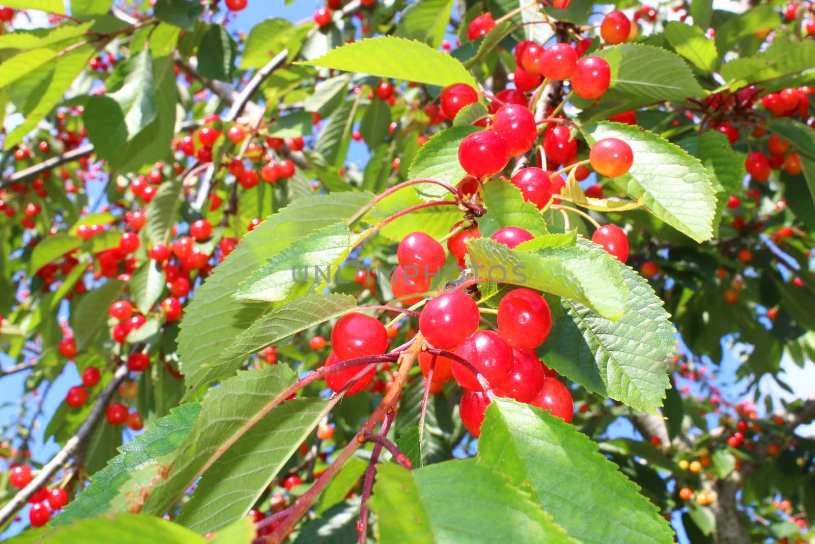 Wild cherry in the nature by martina_unbehauen