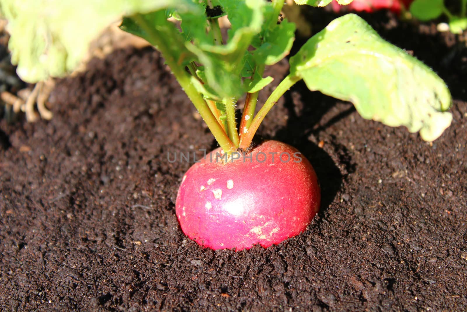 radish in the soilin the garden by martina_unbehauen