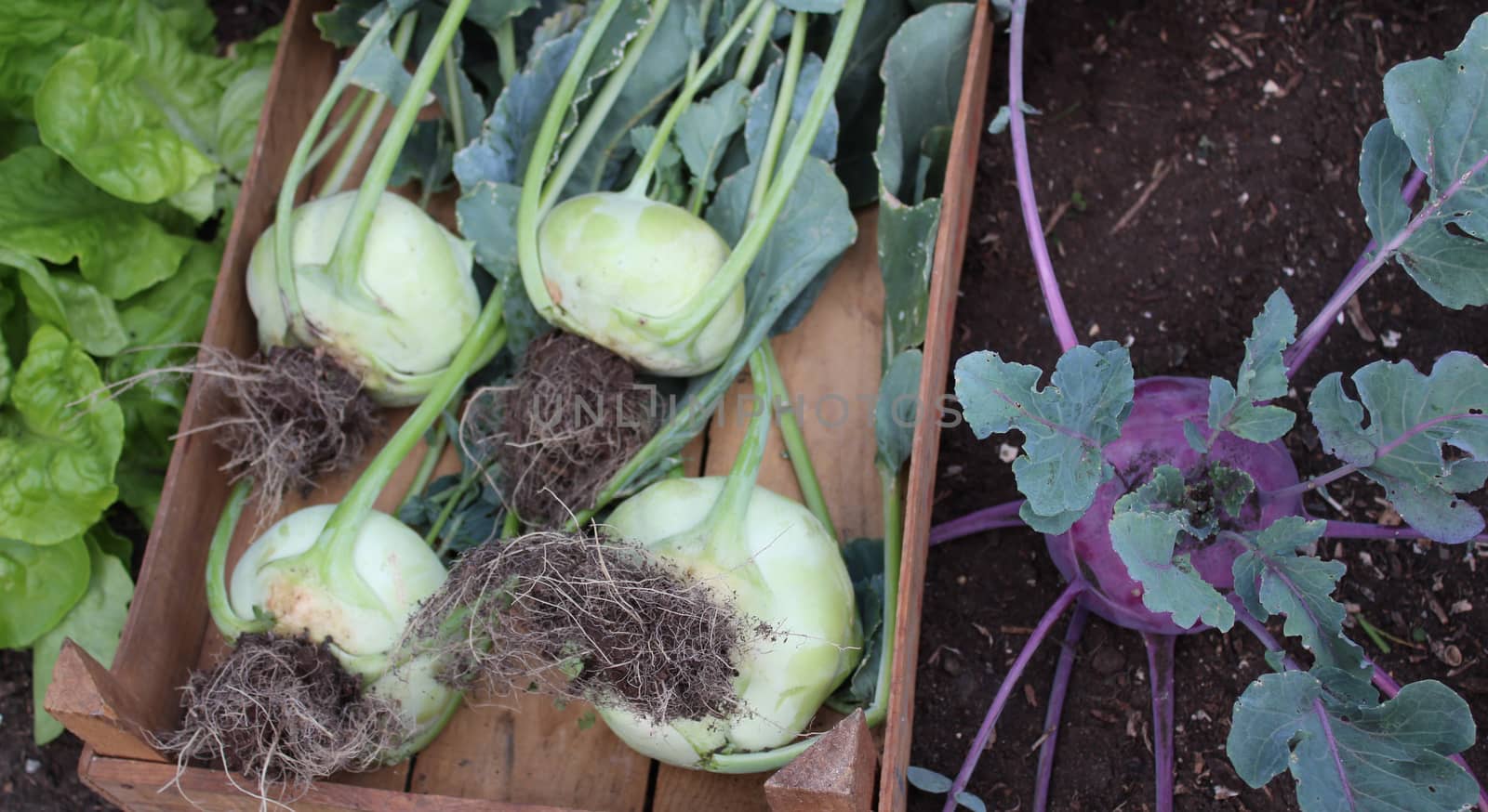 cabbage turnip in the garden by martina_unbehauen