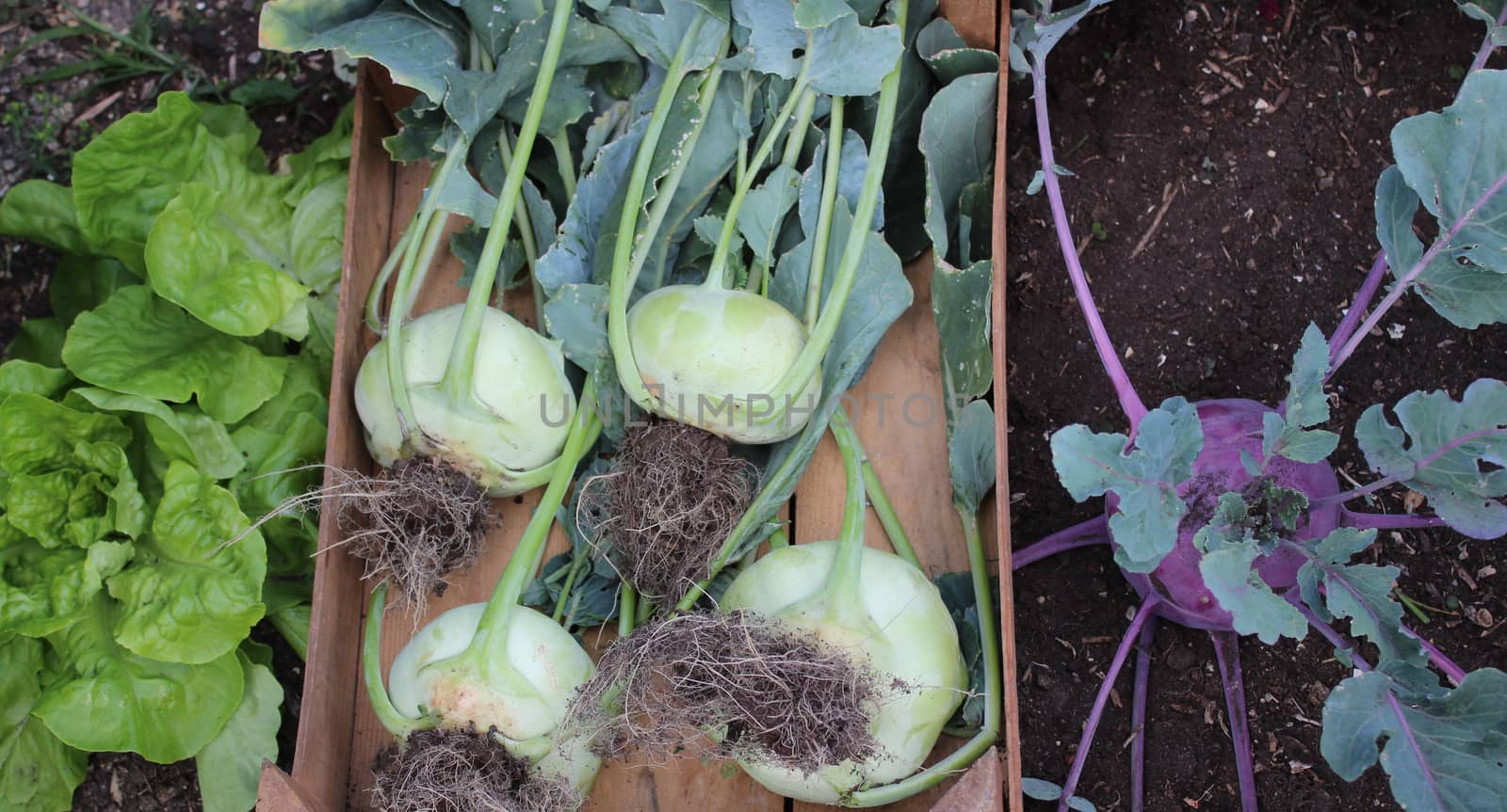The picture shows cabbage turnip in the garden