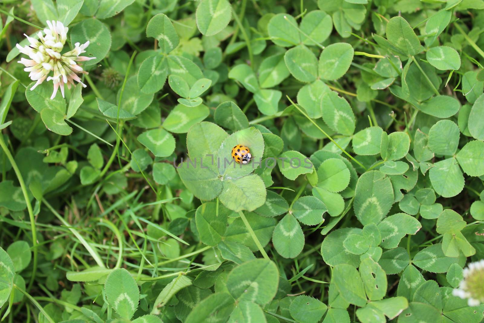 The picture shows a ladybird on a fourleaved clover in the garden