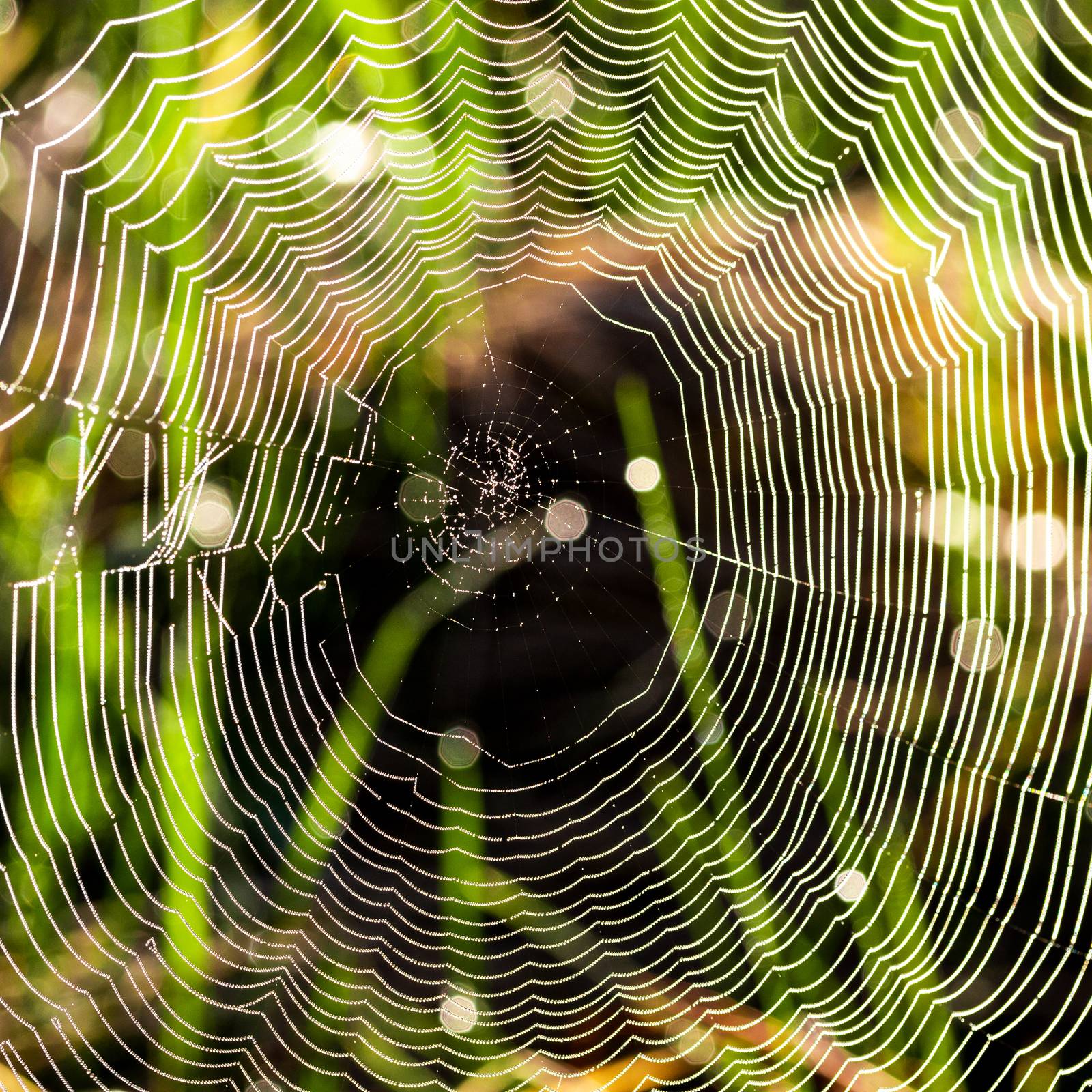 Spider web on a sunrise in the field covered fogs in summer.