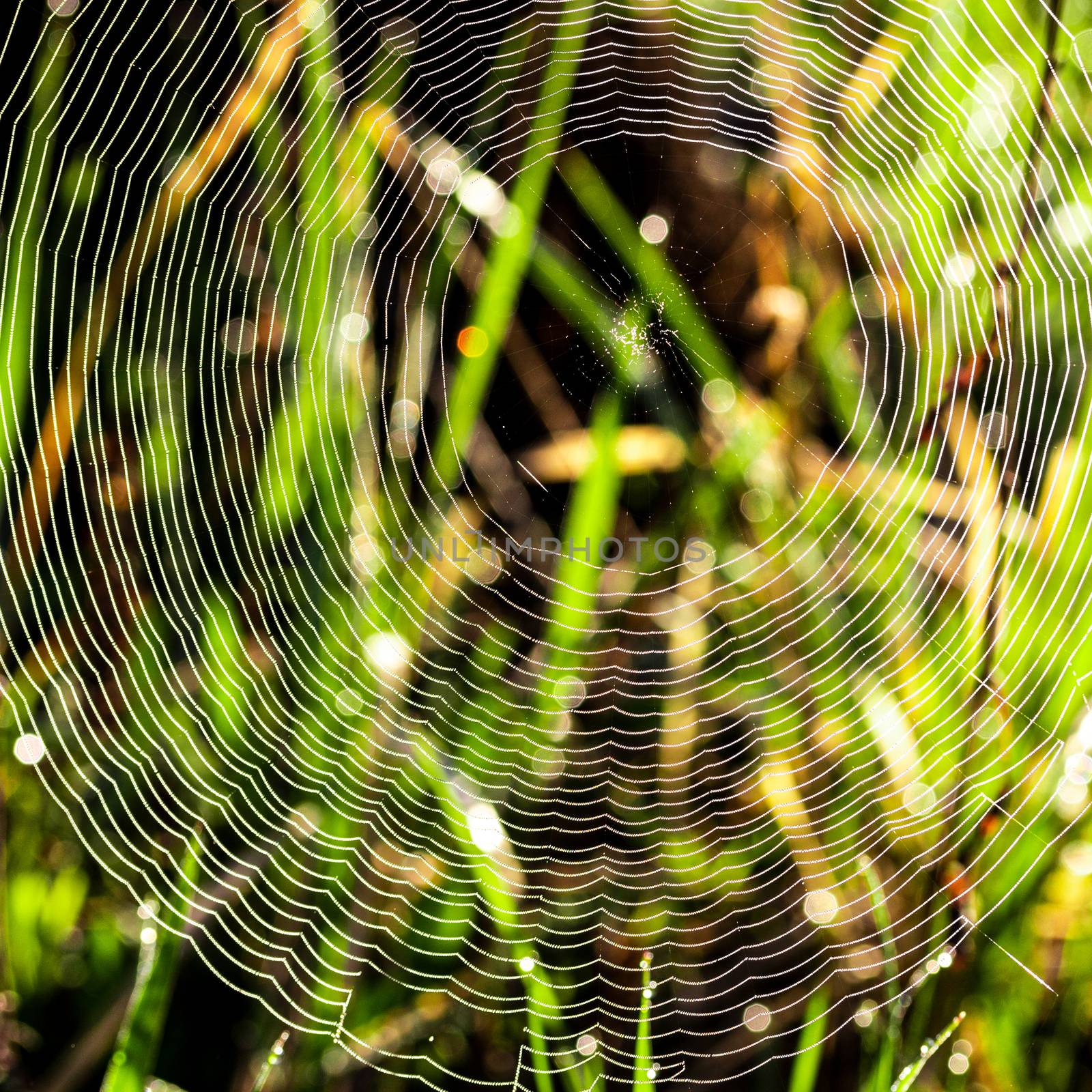 Spider web on a sunrise in the field covered fogs in summer.