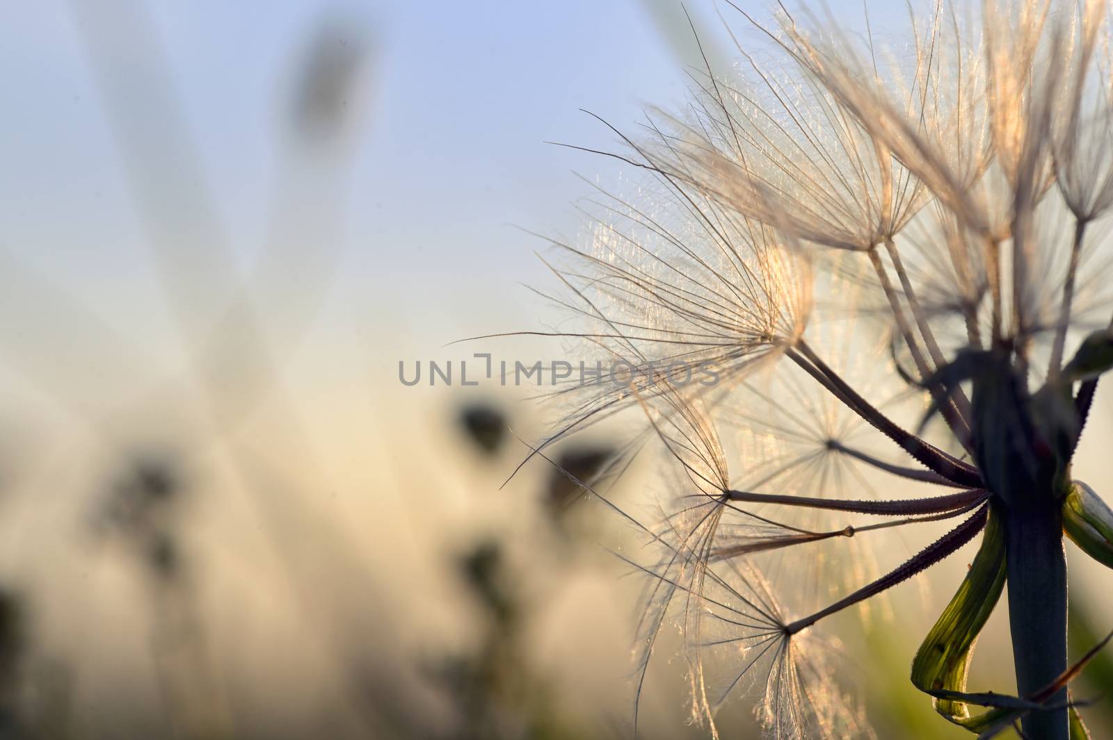 Closeup Dandelion on Field at Sunset In Nature