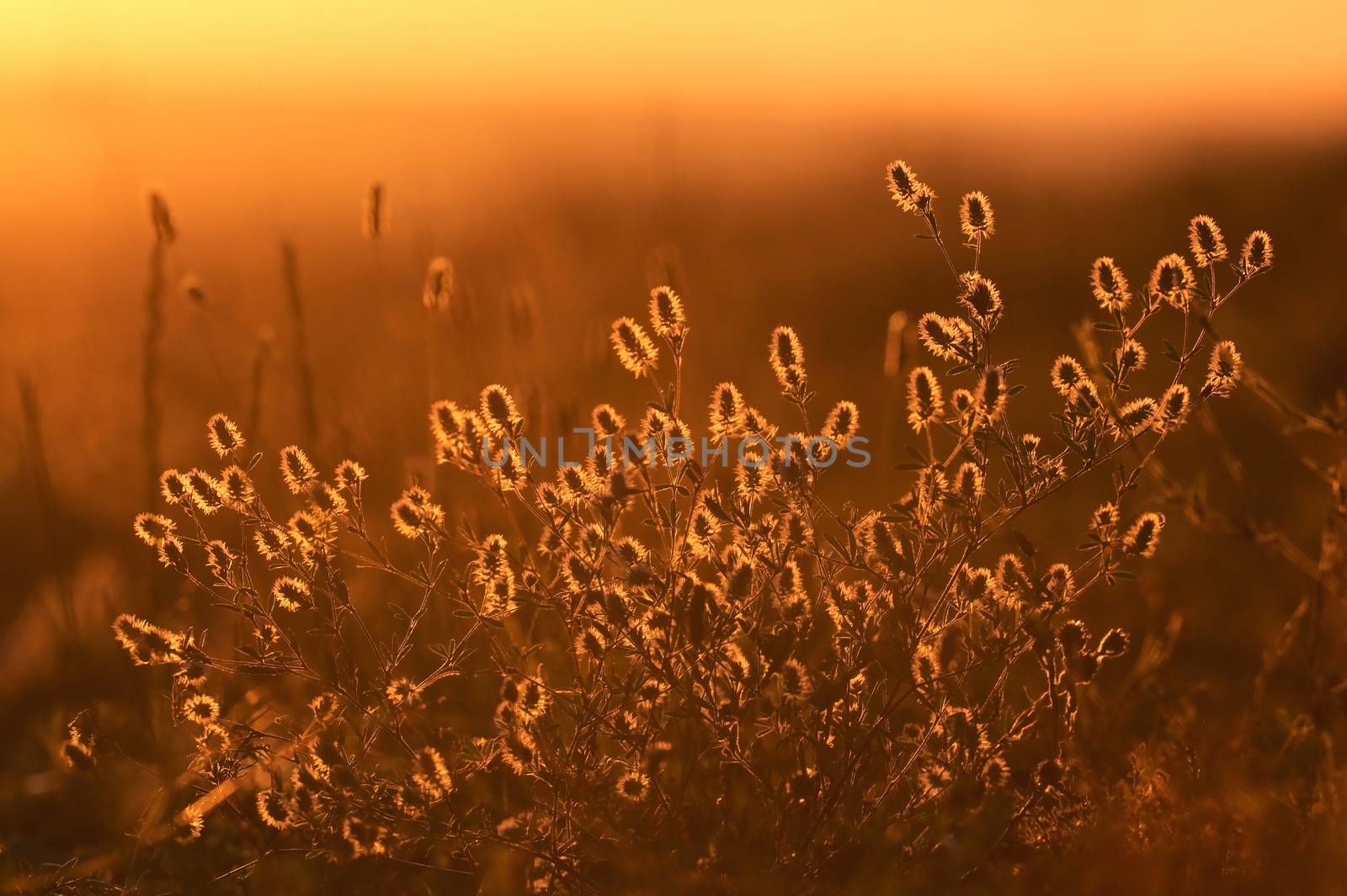 Trifolium Arvense Silhouetted and Sunset Light in Summer