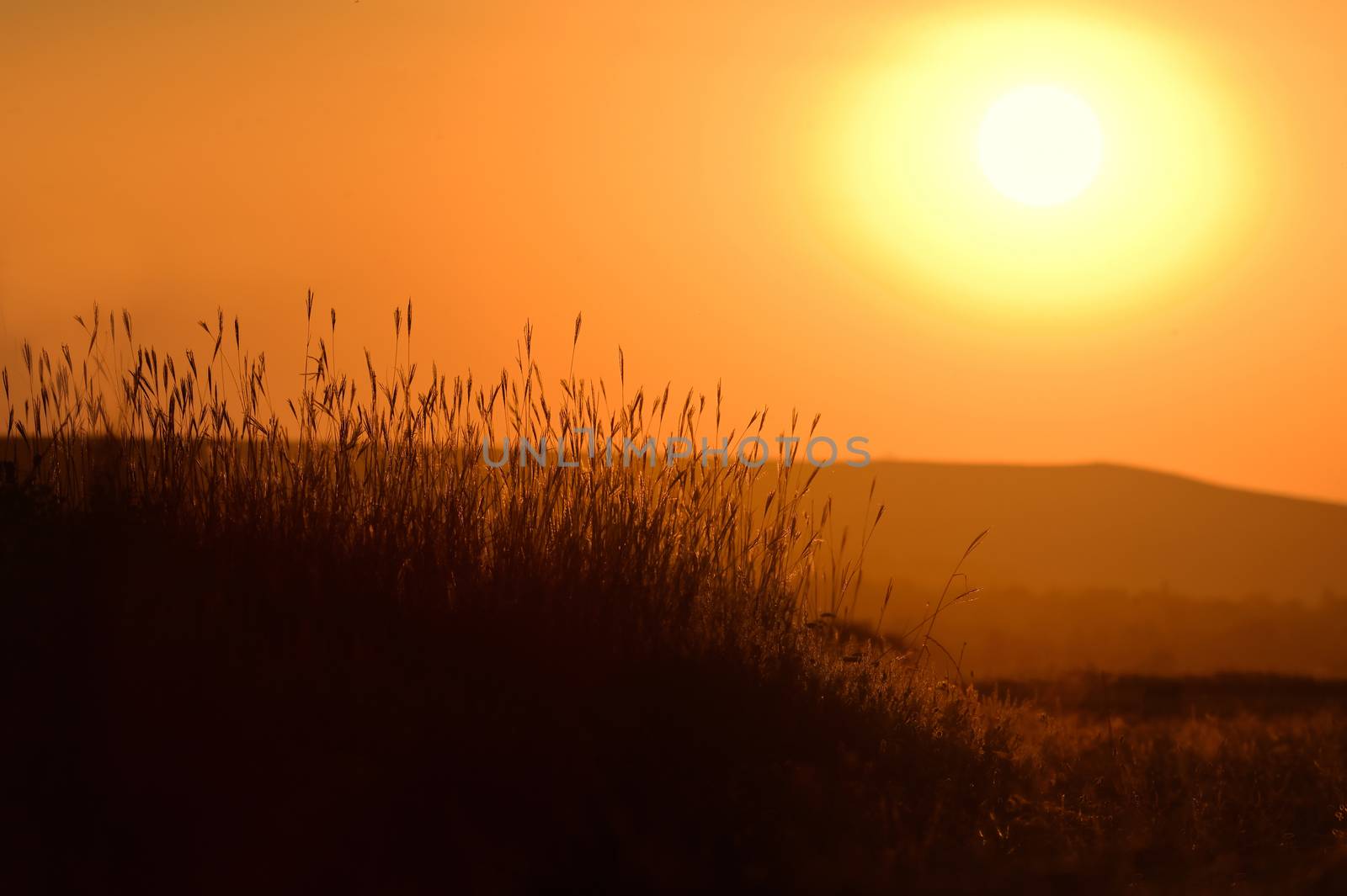 Grass Silhouetted and Sunset Light in Summer