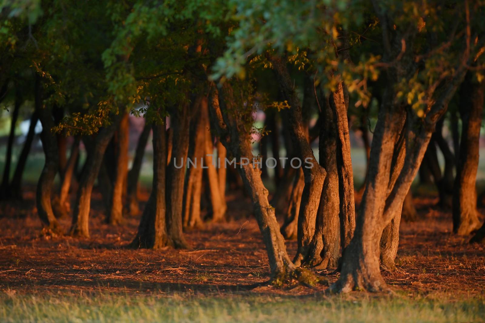 Old Oak Forest with Sunset Light in Summer
