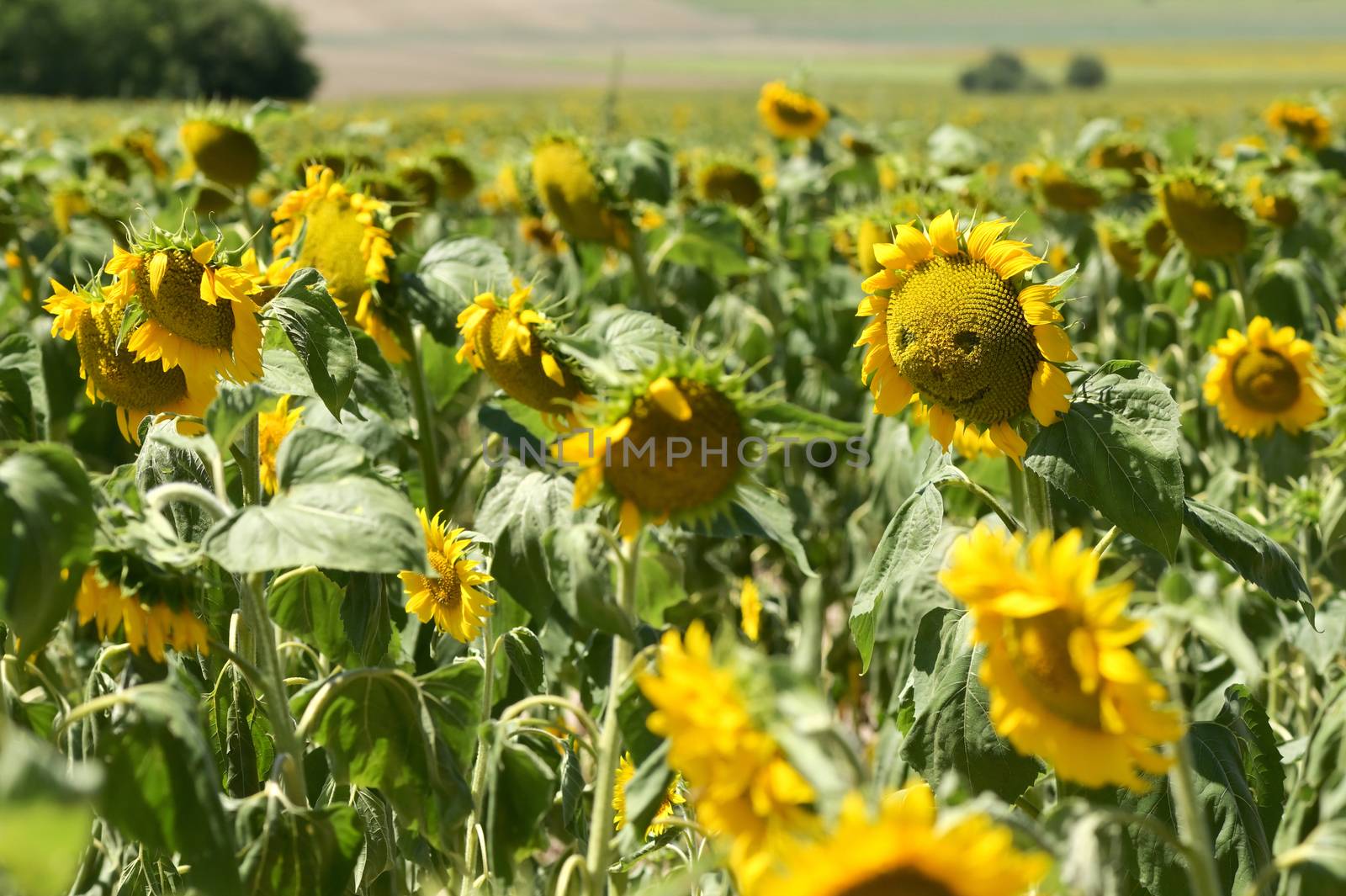 Abstract Smiling sunflower on summer field