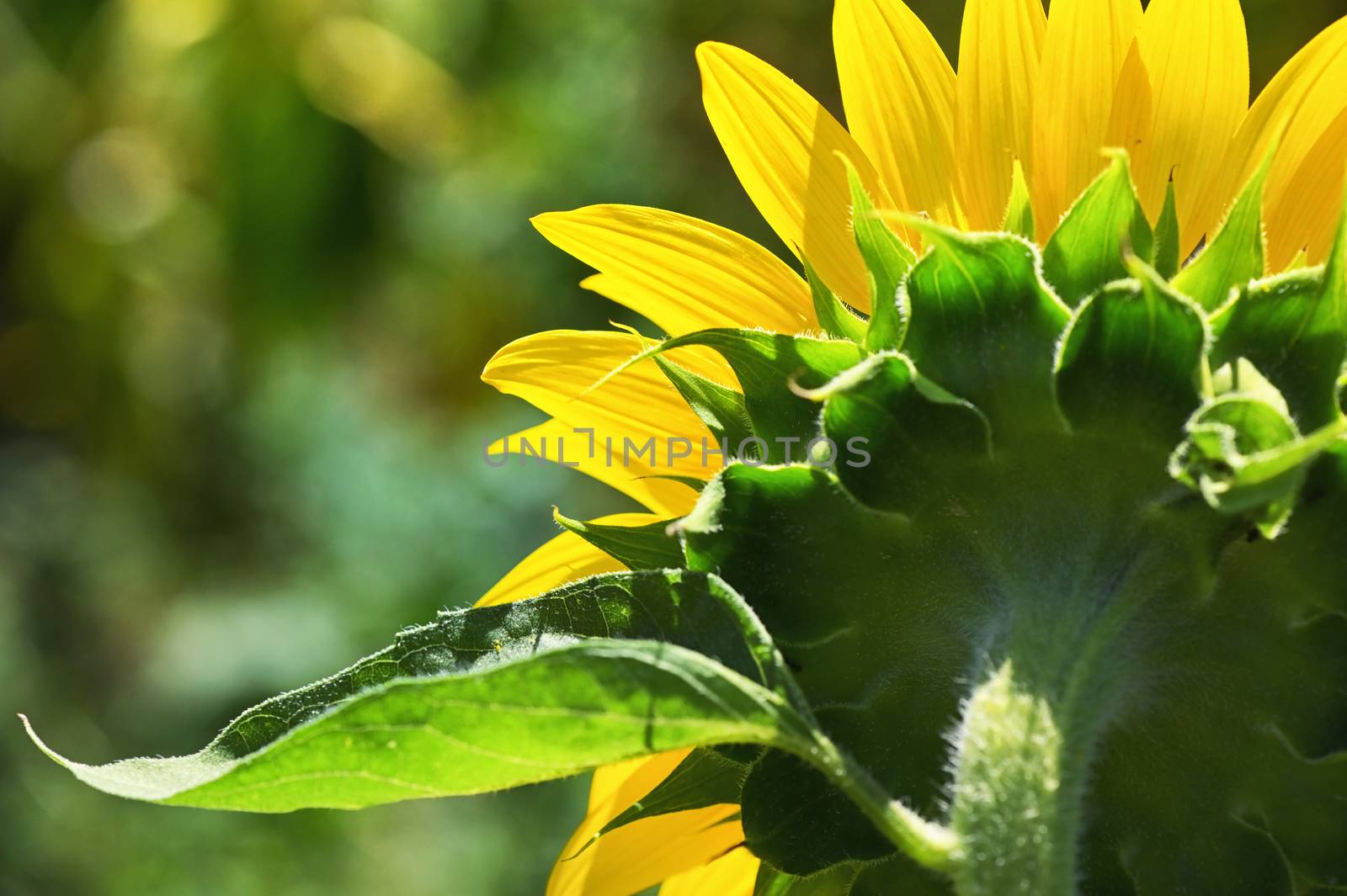 Closeup Sunflower on Sunny Summer Field