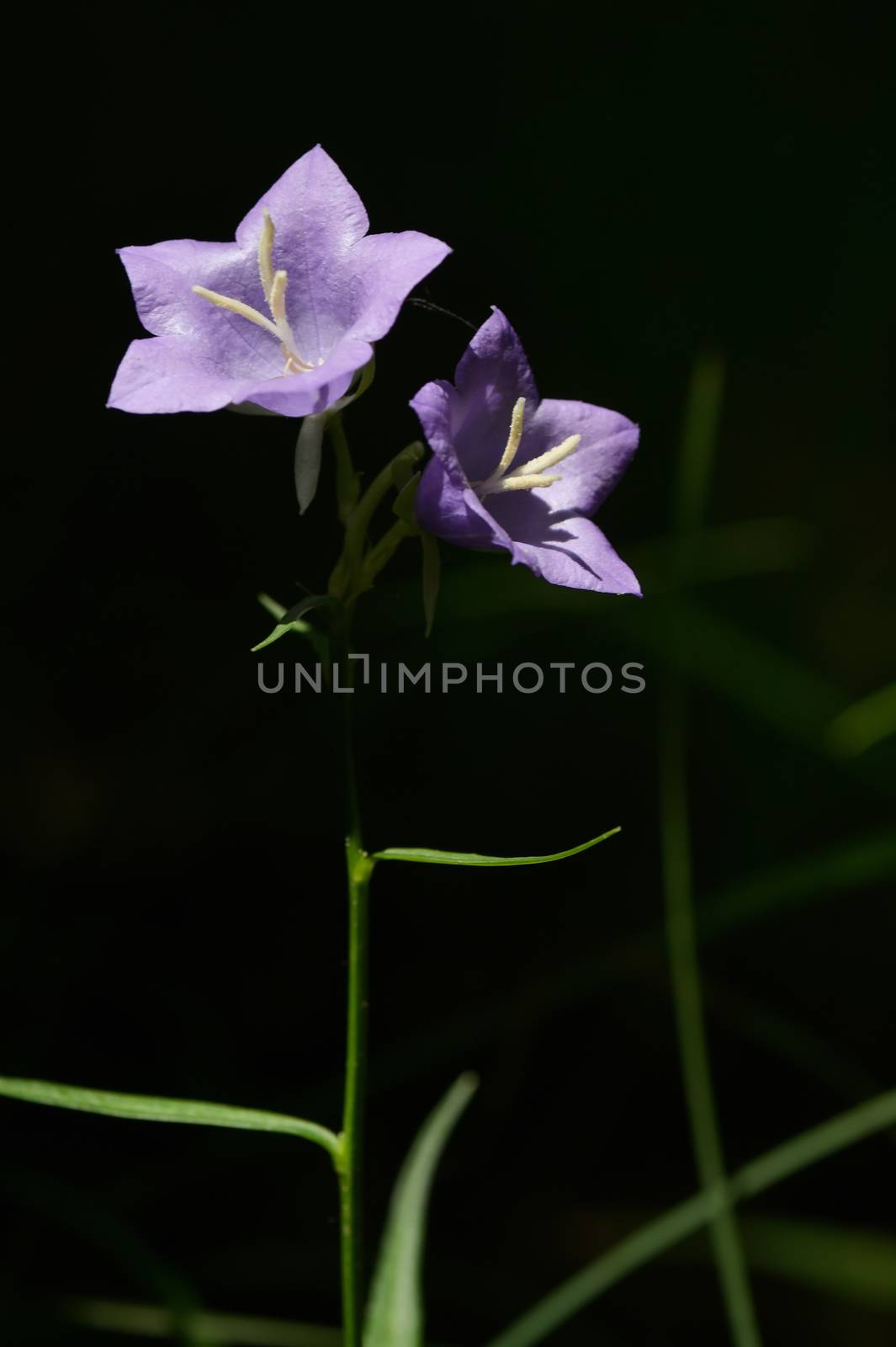 Violet Platycodon Flower Opening Blossom in Summer Forest
