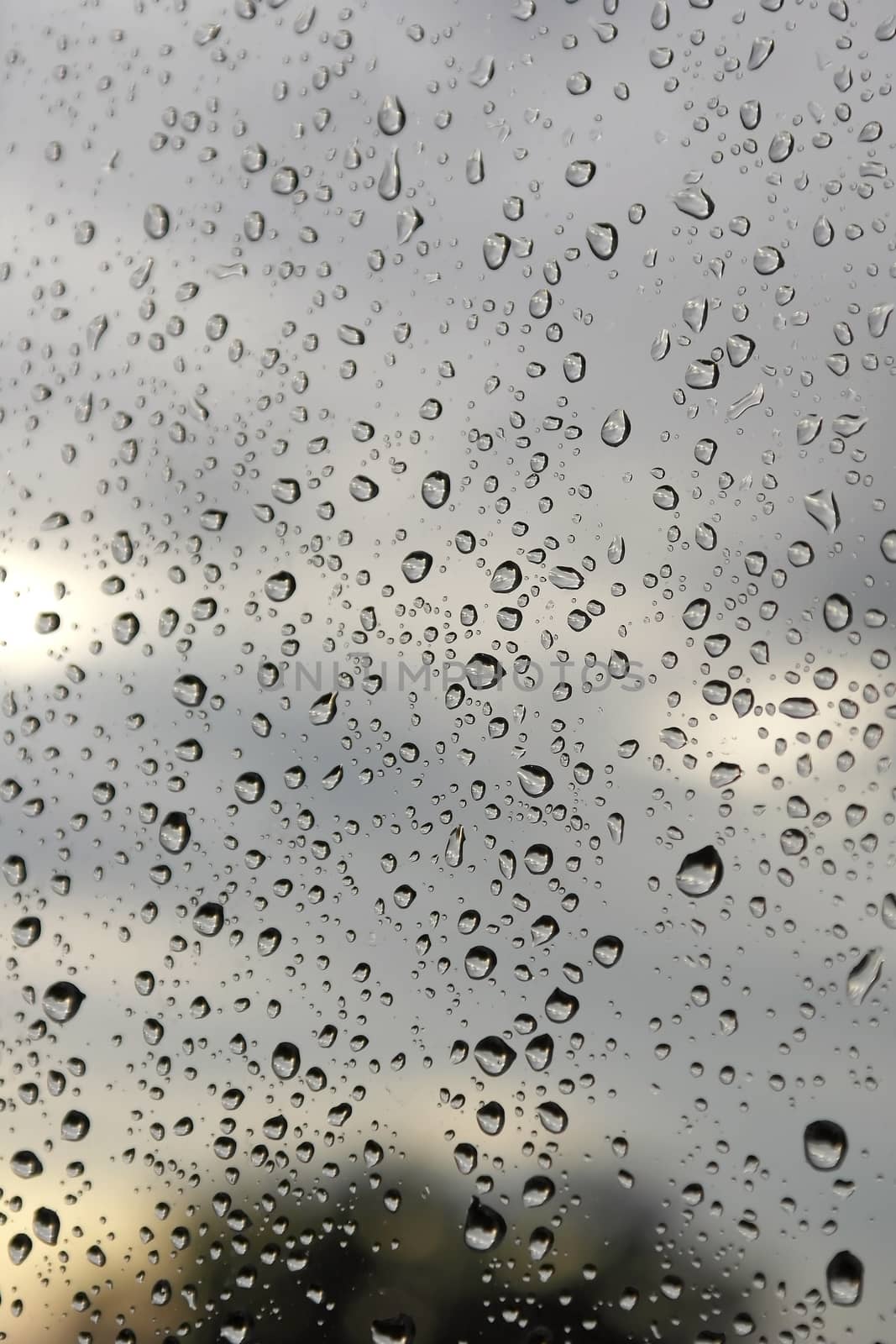 Drops of rain on the window (glass). Shallow DOF.