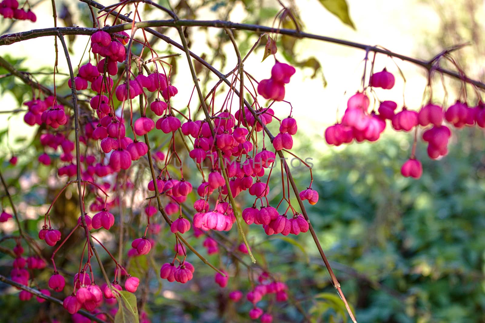 The picture shows a spindle tree in the autumn