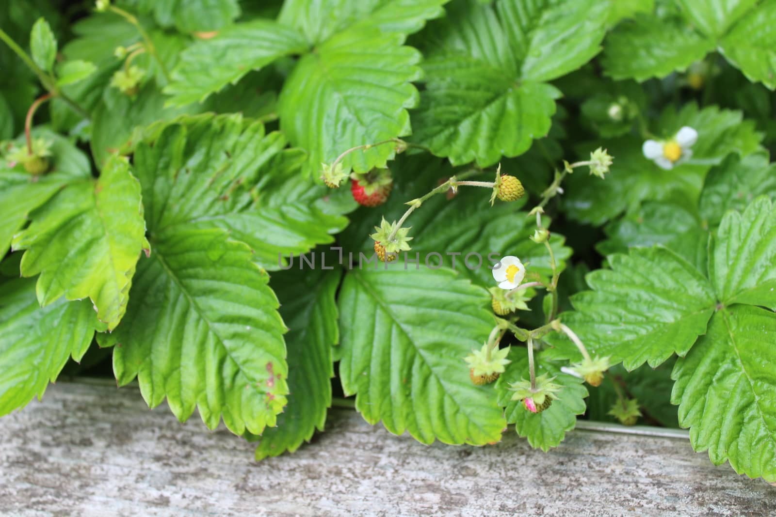 The picture shows wild strawberries in the garden