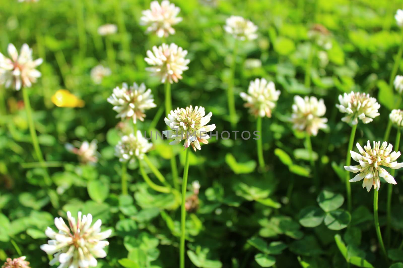 white clover in the meadow by martina_unbehauen