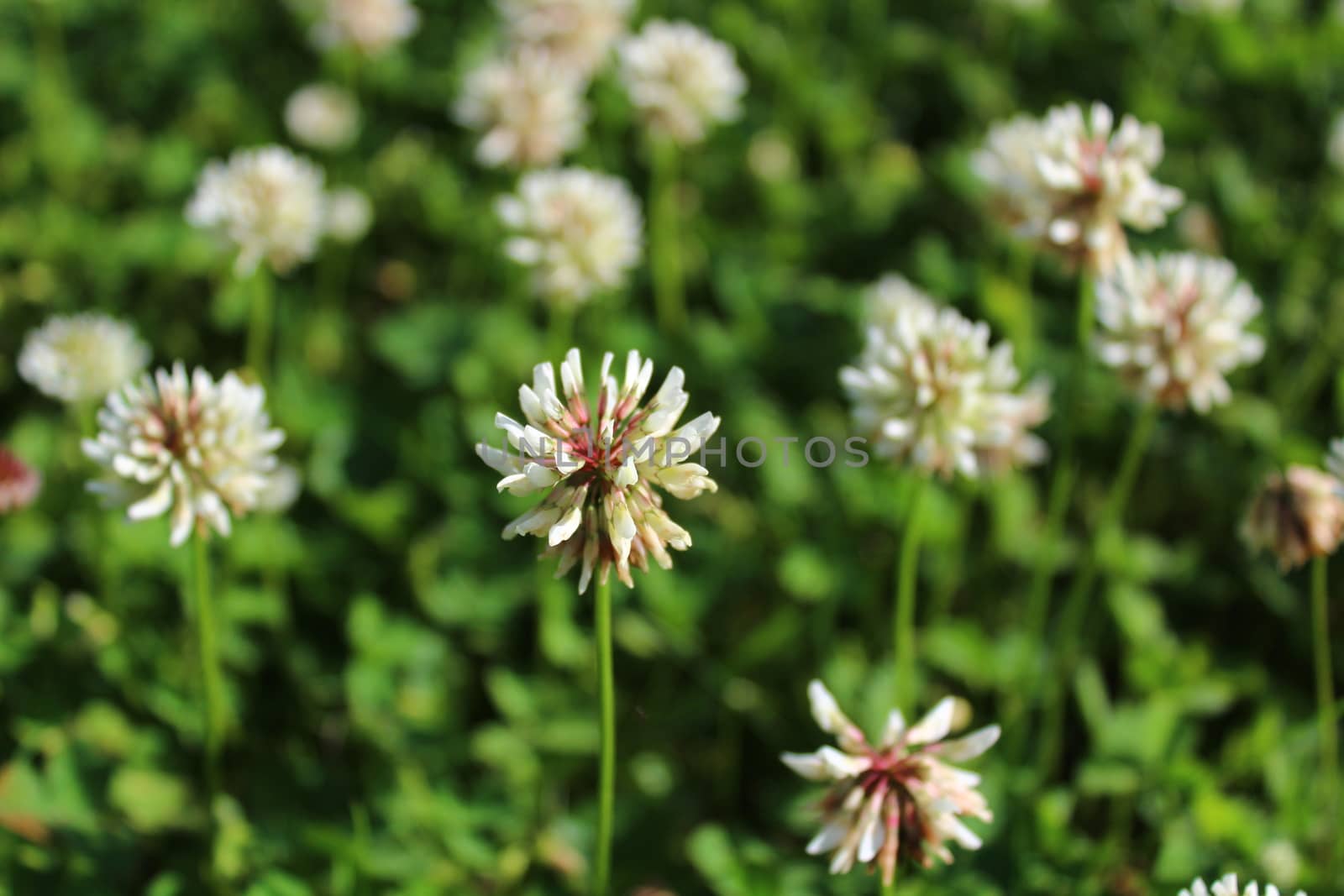 The picture shows white clover in the meadow